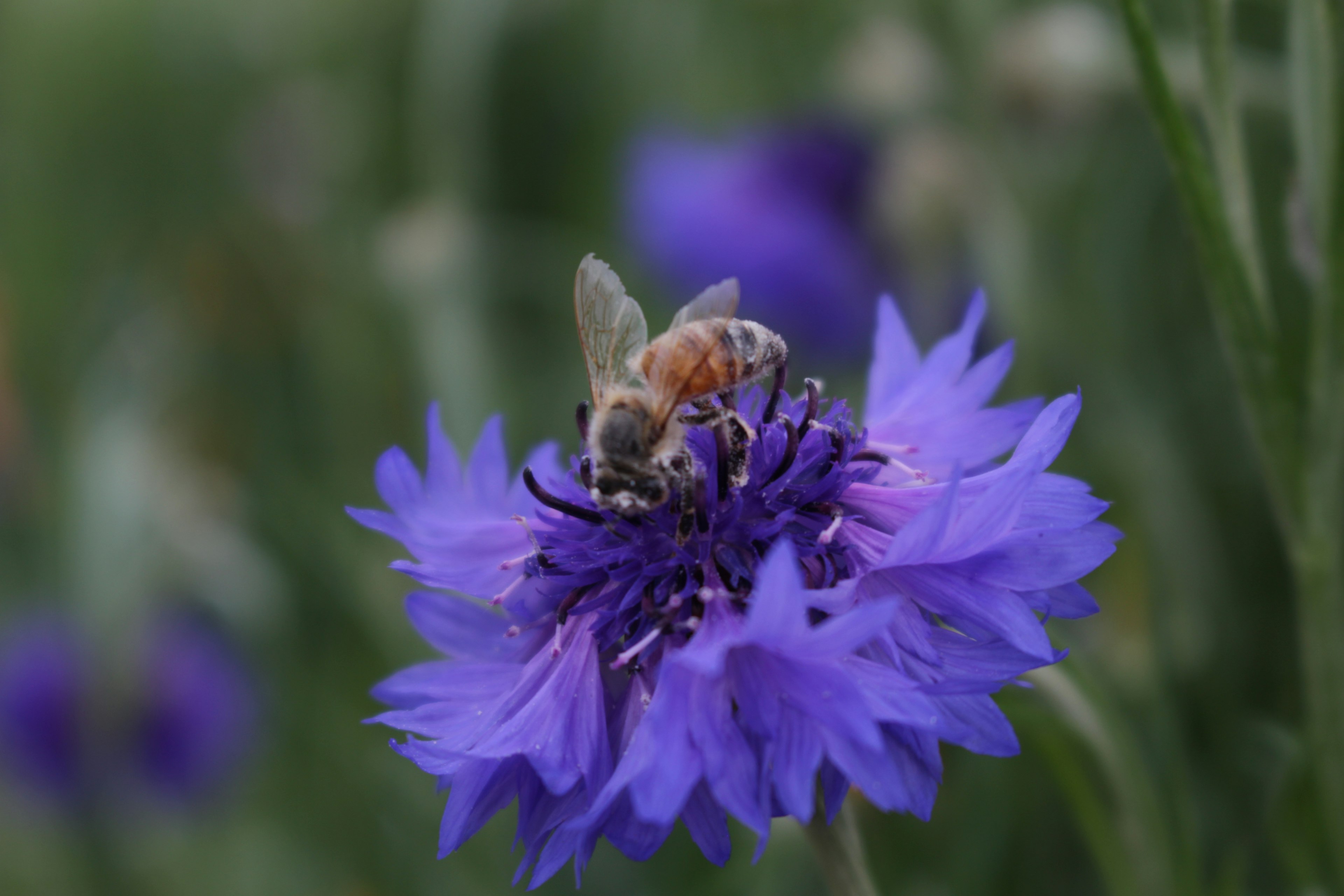 Gros plan d'une abeille sur une fleur bleue