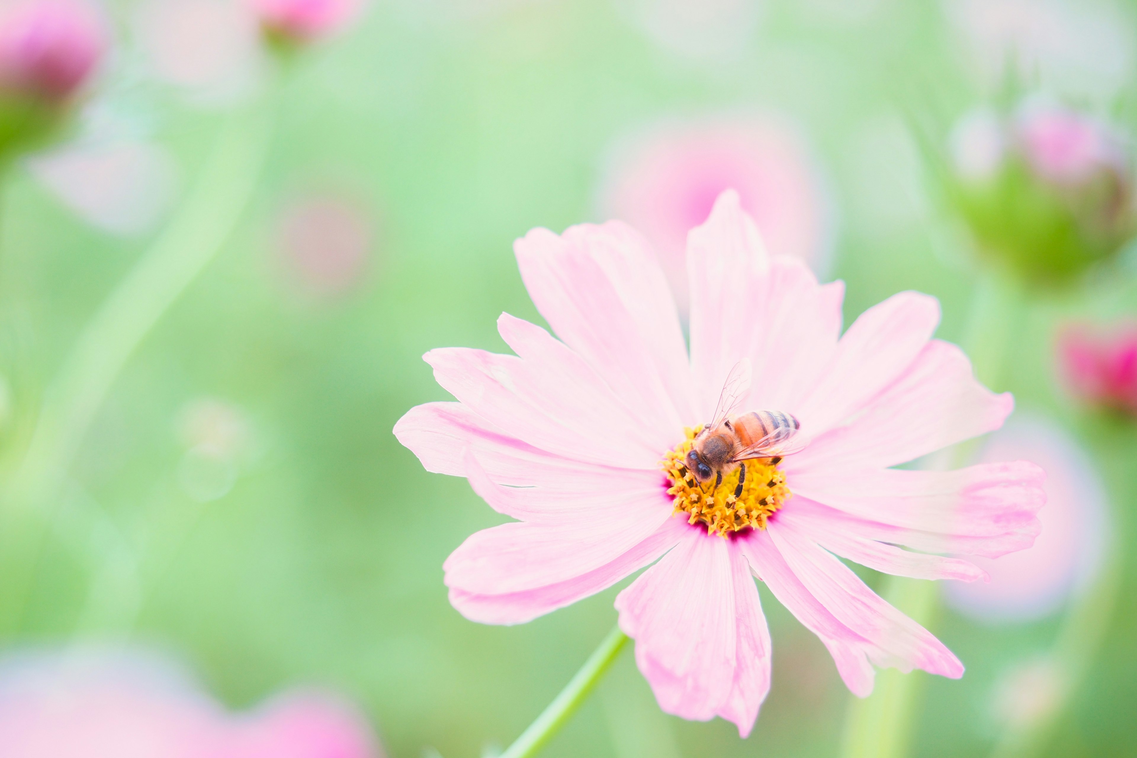 Nahaufnahme einer blassen rosa Blume mit einer Biene, die Nektar sammelt