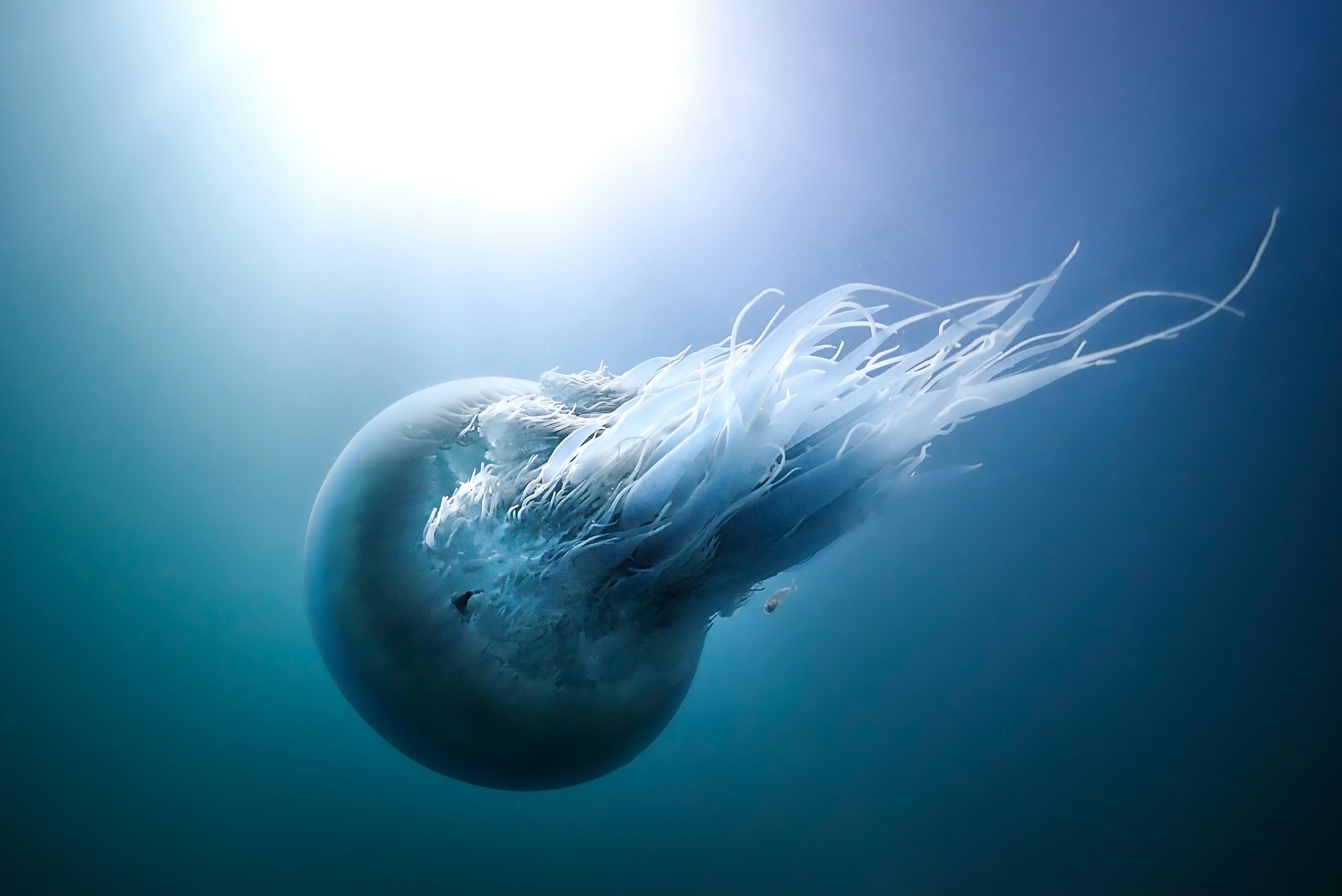 Close-up photo of a jellyfish drifting in beautiful blue waters