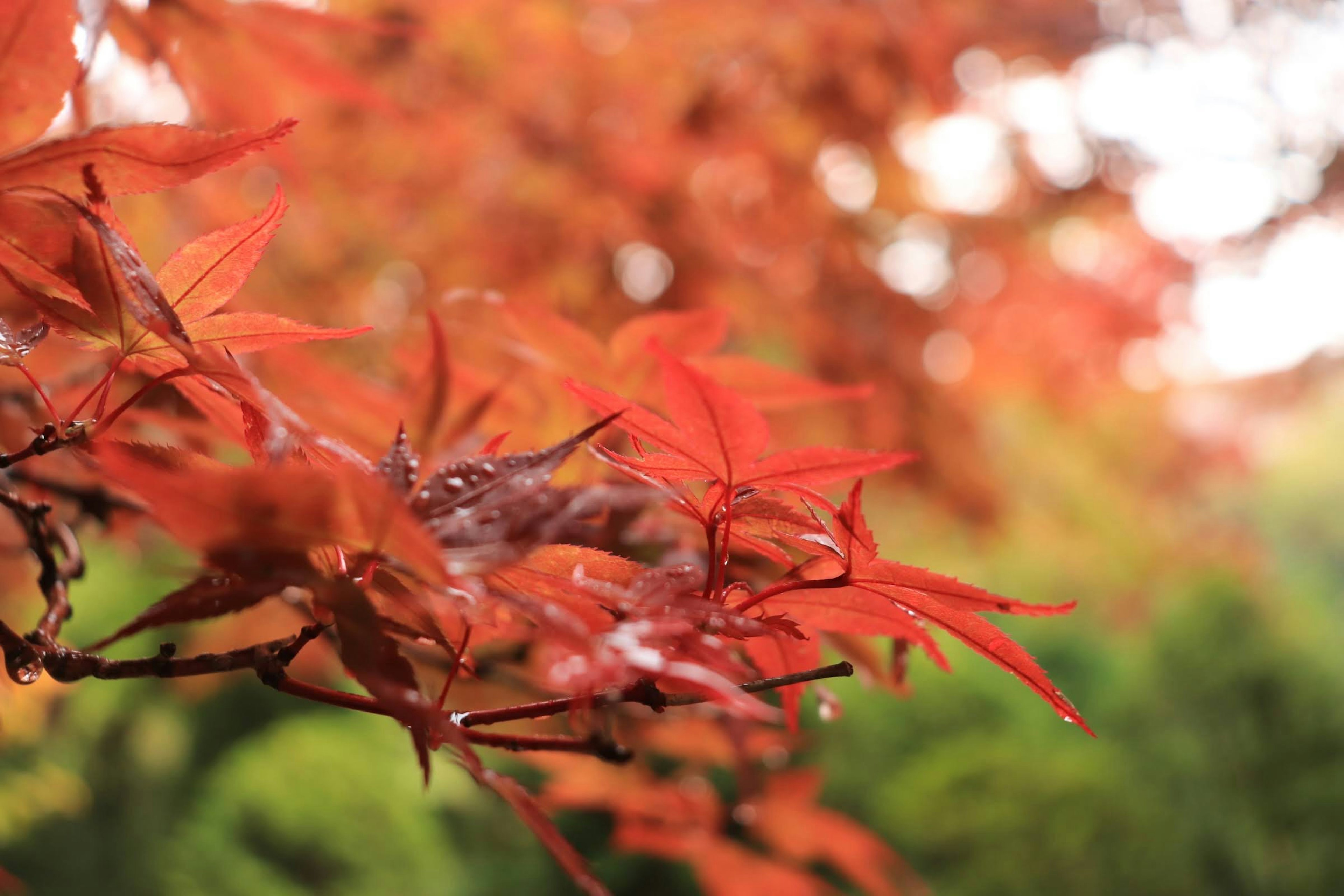 Vibrant red maple leaves contrasting with green foliage in the background