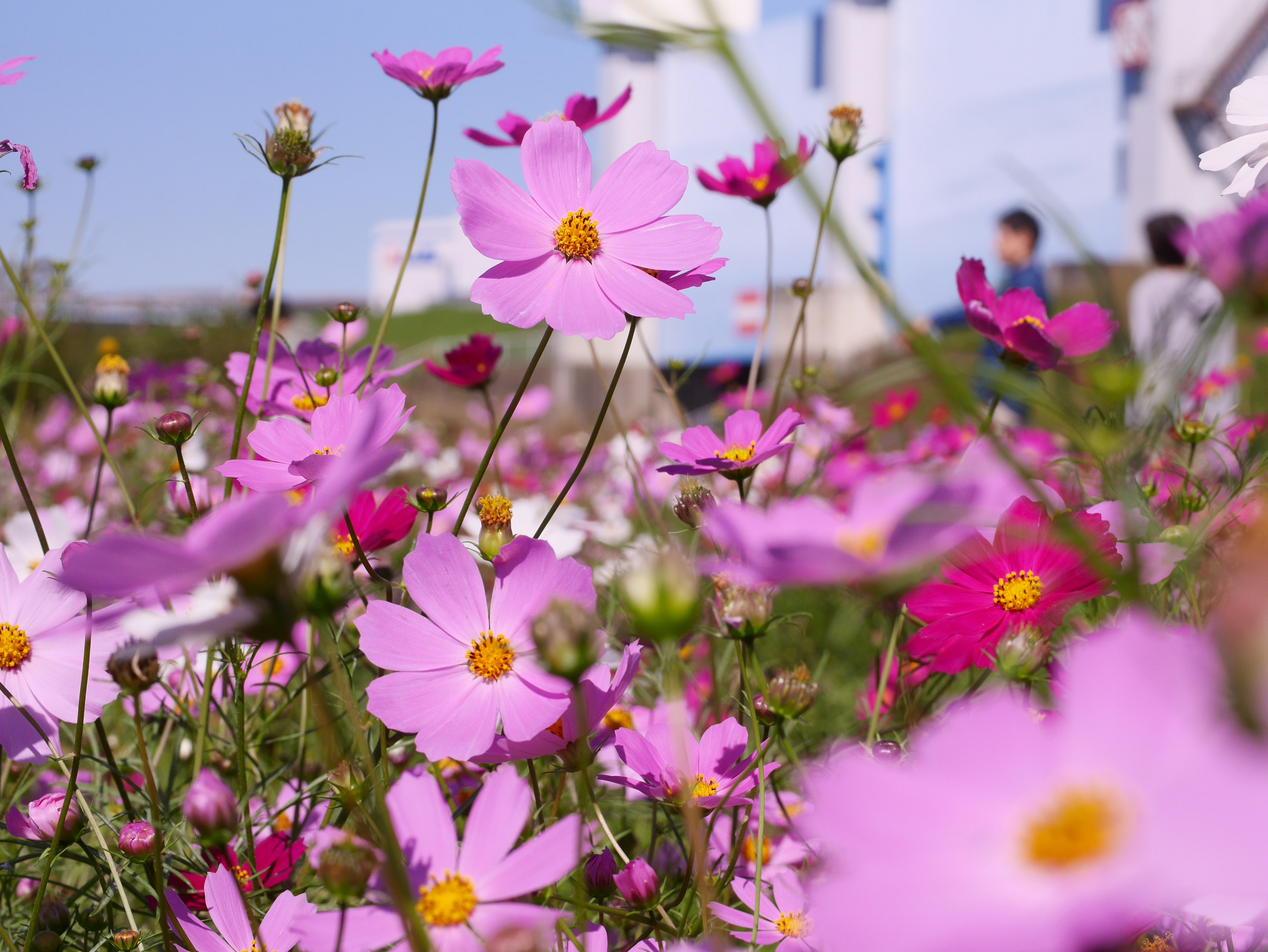 Ladang bunga cosmos pink dengan orang-orang di latar belakang