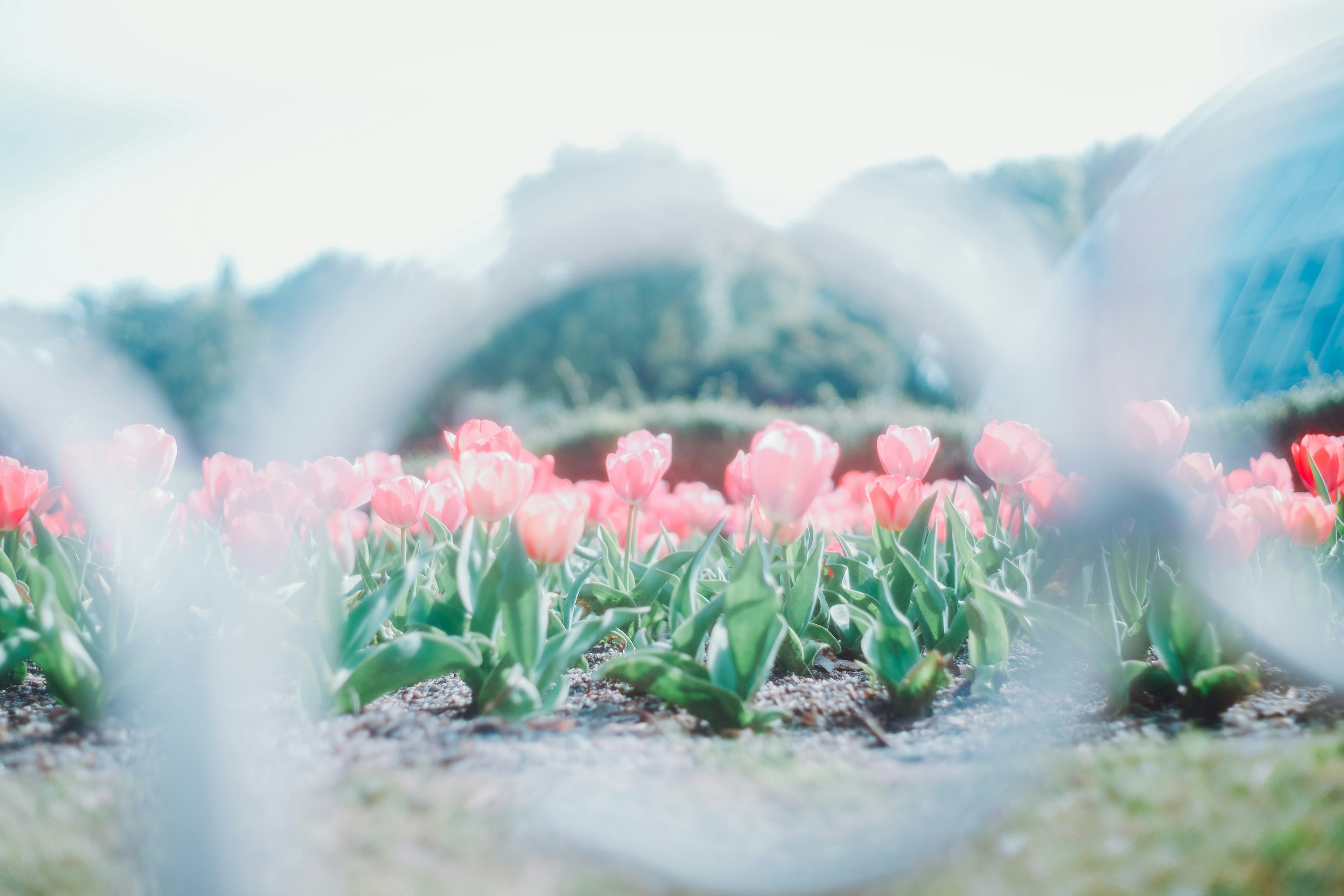 Gambar taman dengan tulip merah muda yang mekar dilihat melalui bingkai melingkar yang kabur