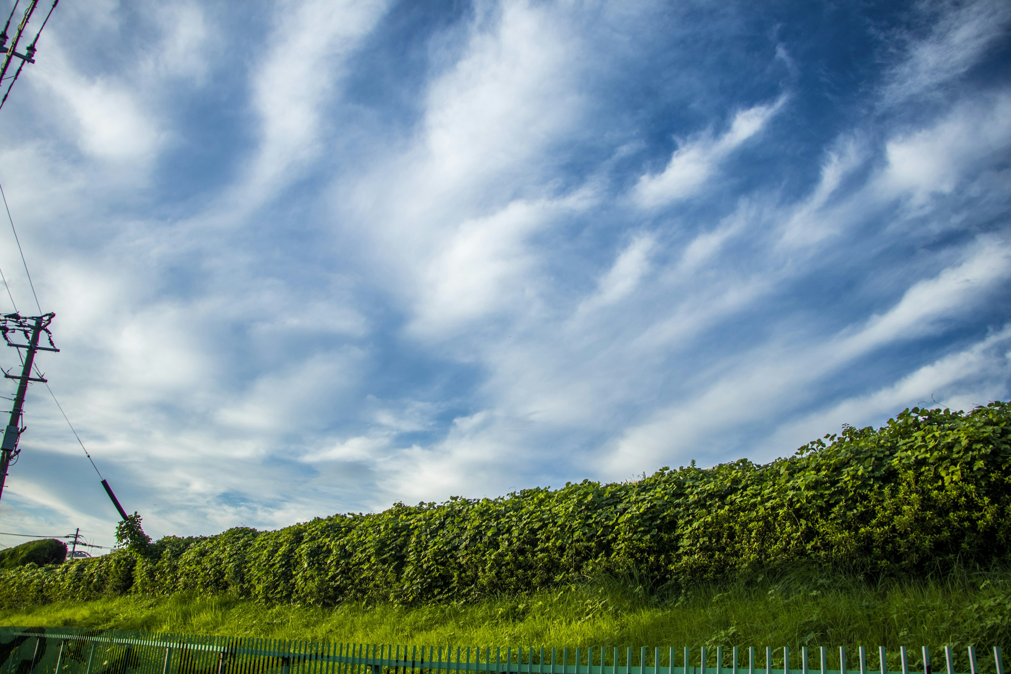 Eine Landschaft mit blauem Himmel und weißen Wolken sowie markantem grünem Laub