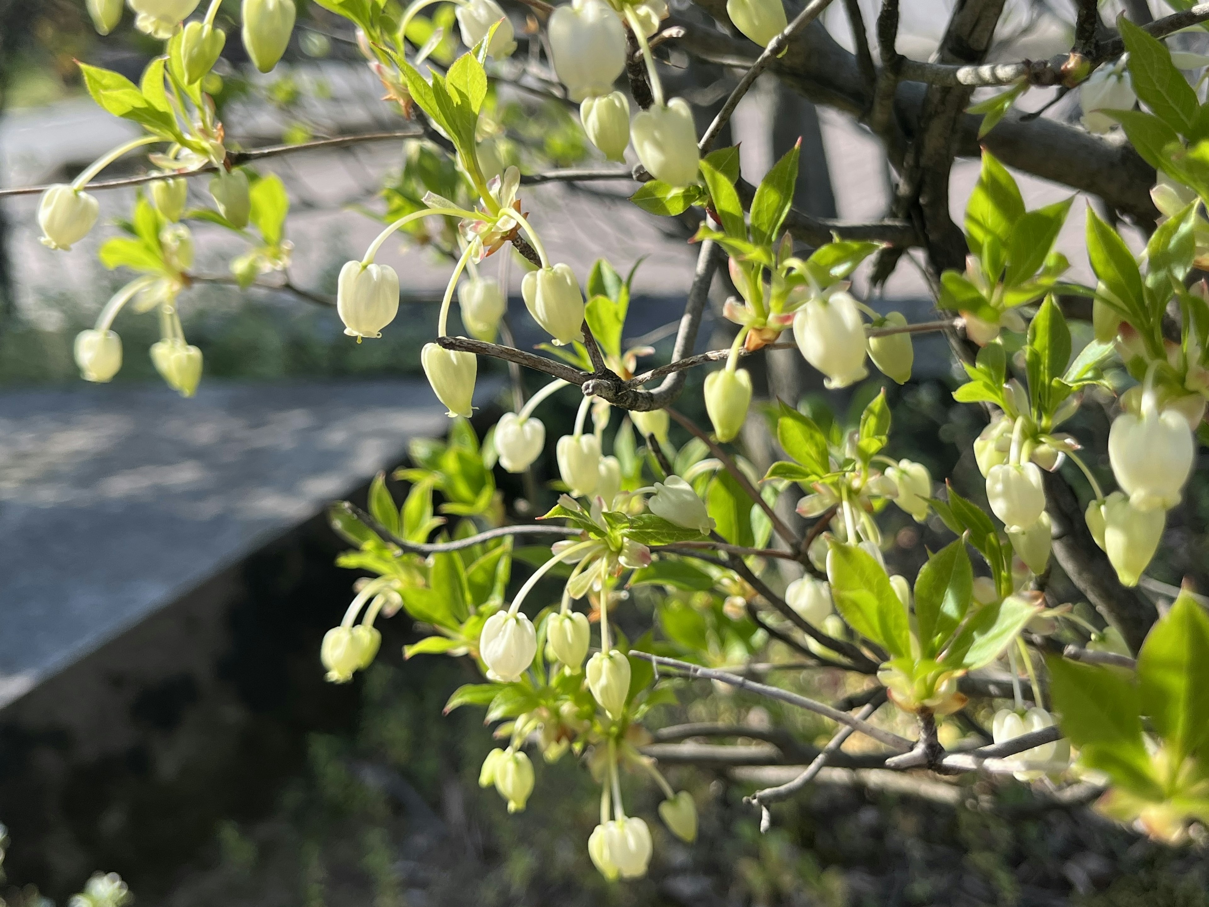 Primer plano de una rama con flores blancas y hojas verdes