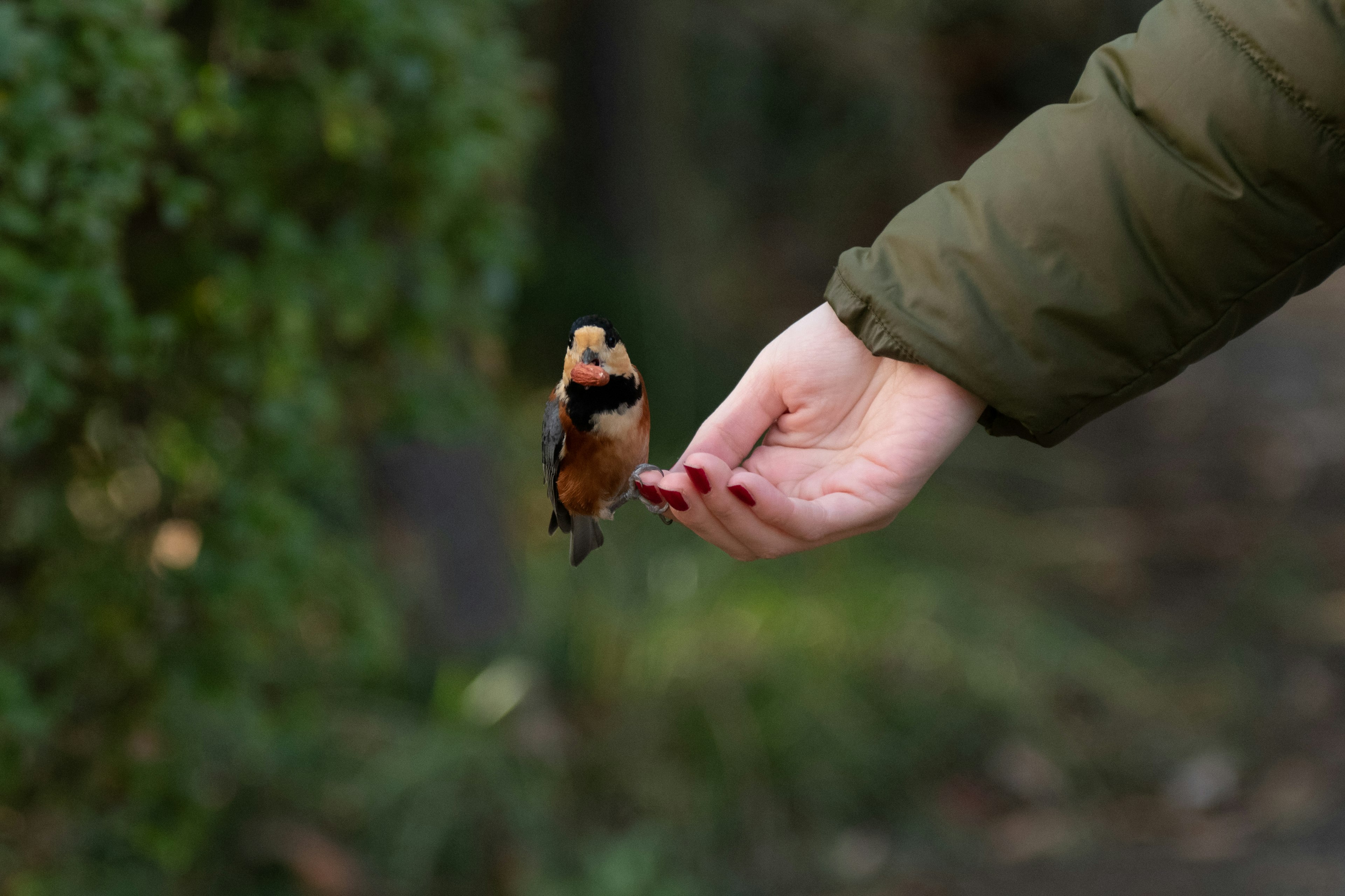 Un bel oiseau perché sur une main avec un fond vert