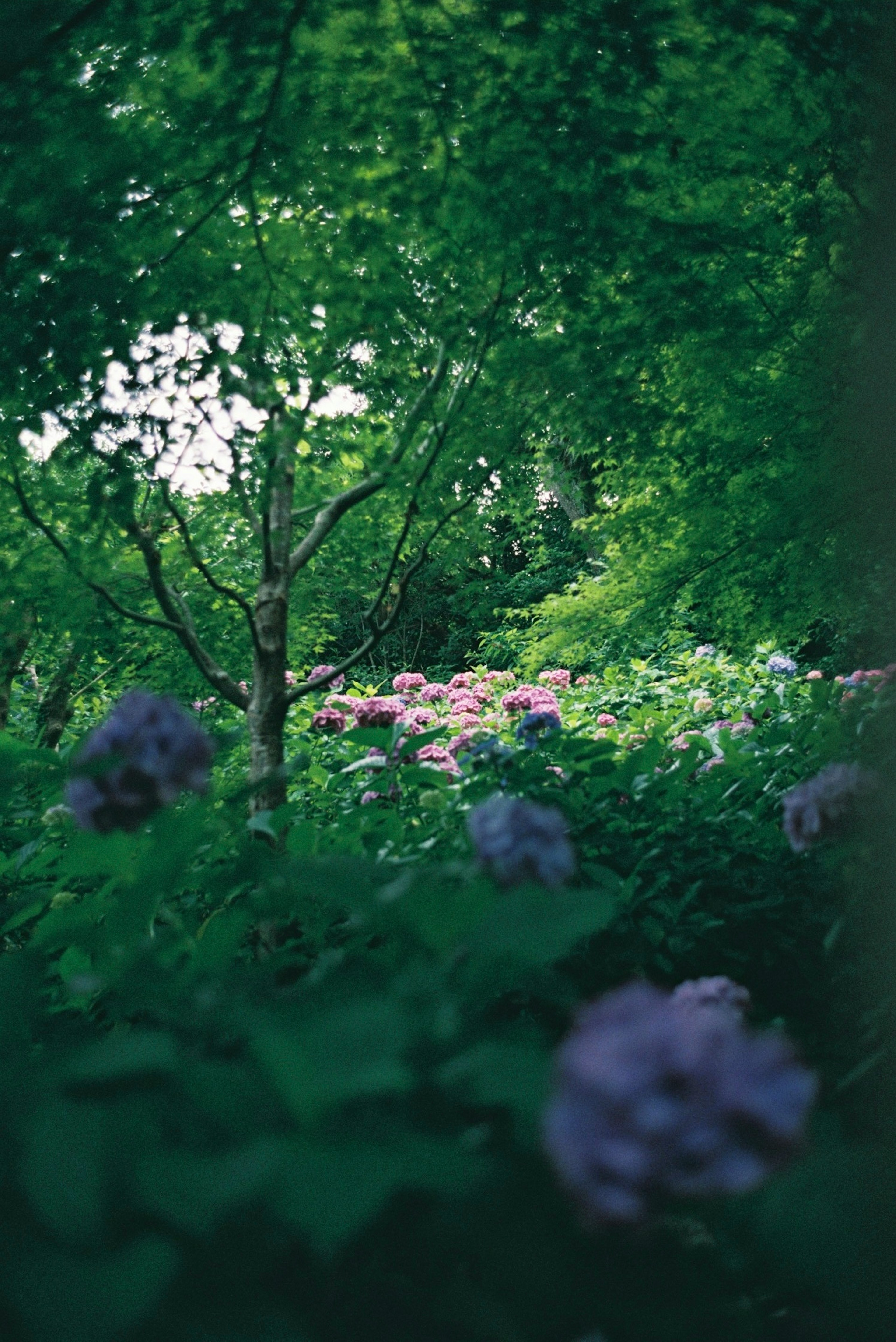 Escena de parque exuberante con flores moradas y árboles