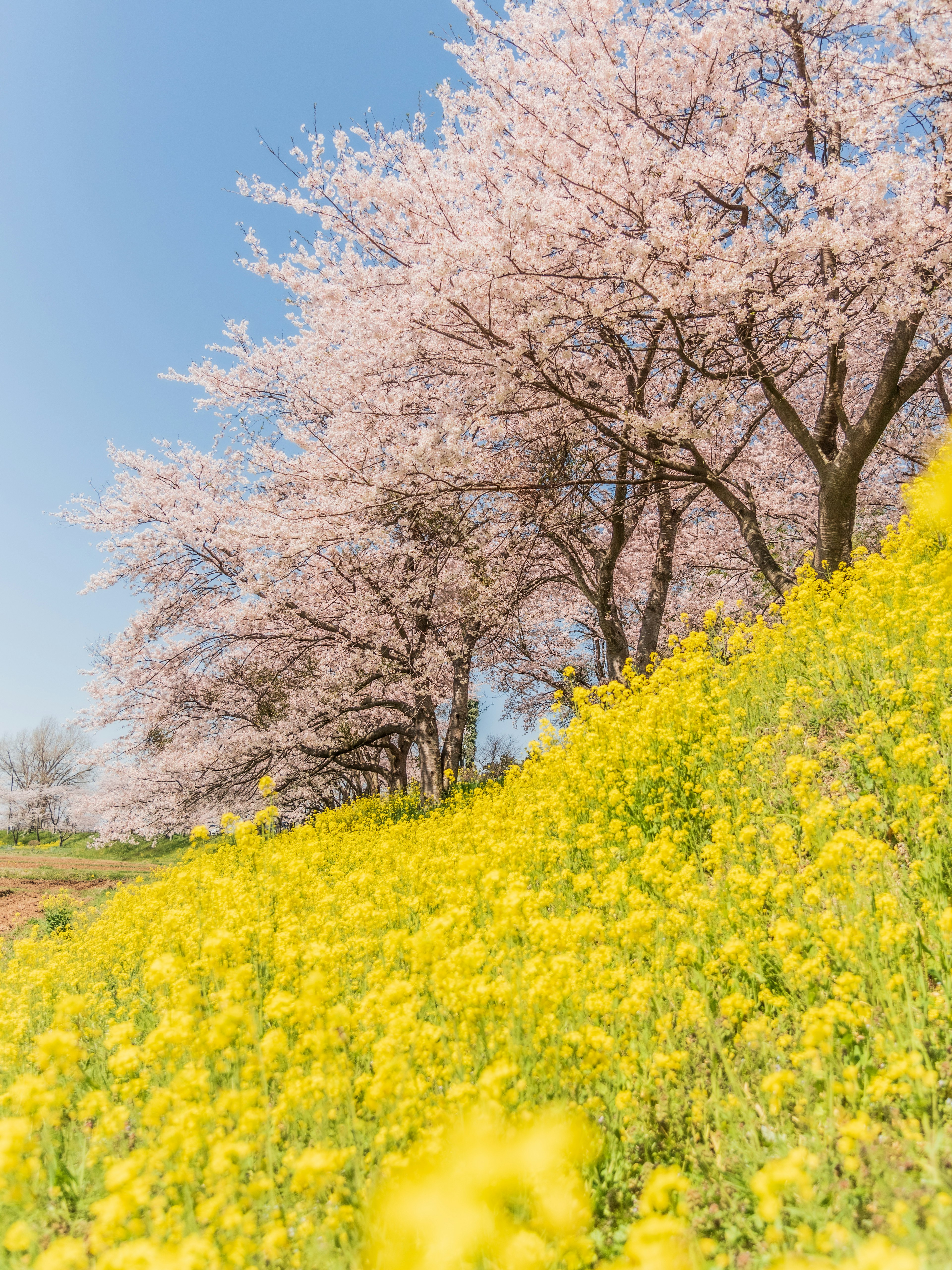 Lanskap musim semi dengan pohon sakura dan bukit bunga rapeseed kuning