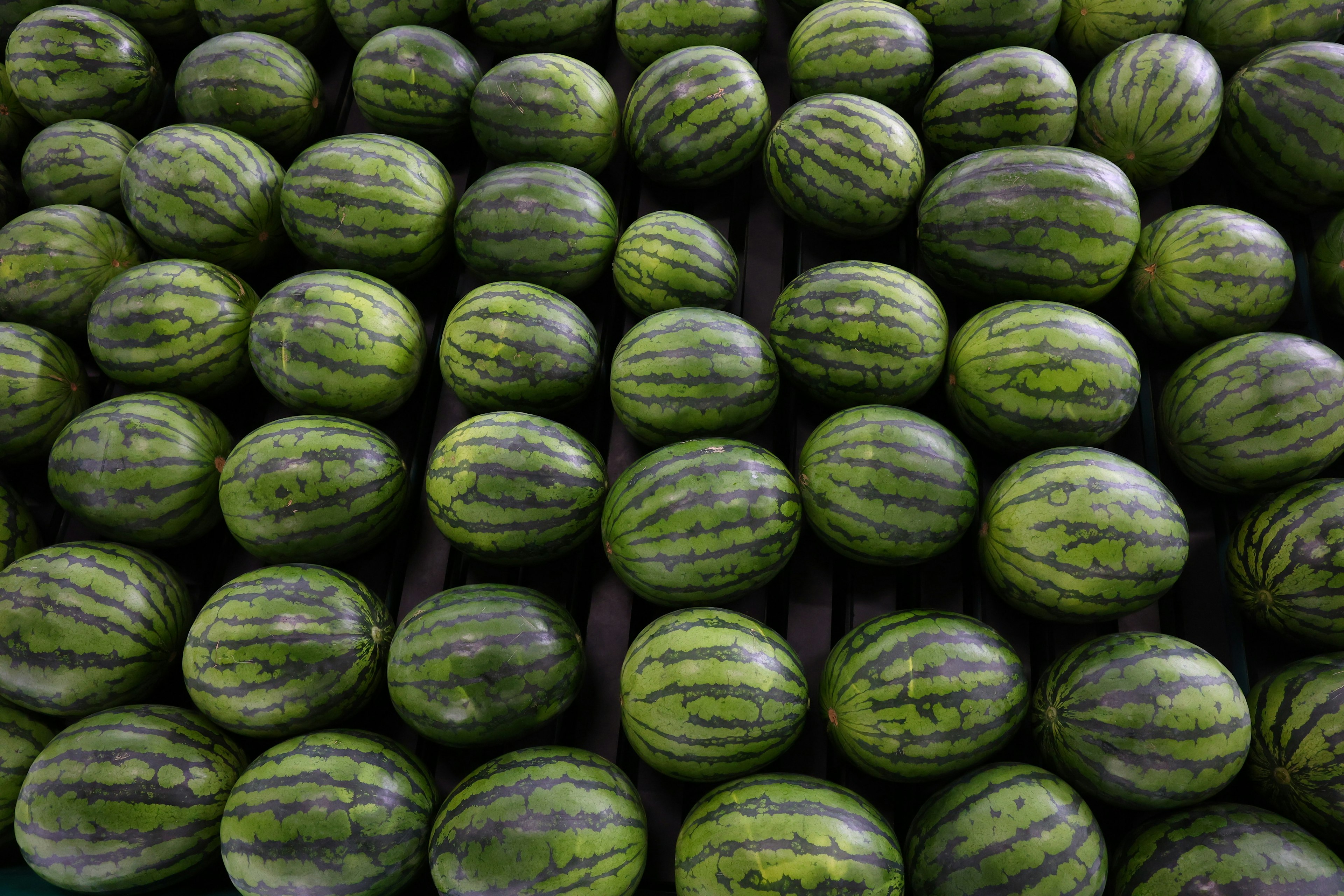 A display of green watermelons arranged in a market