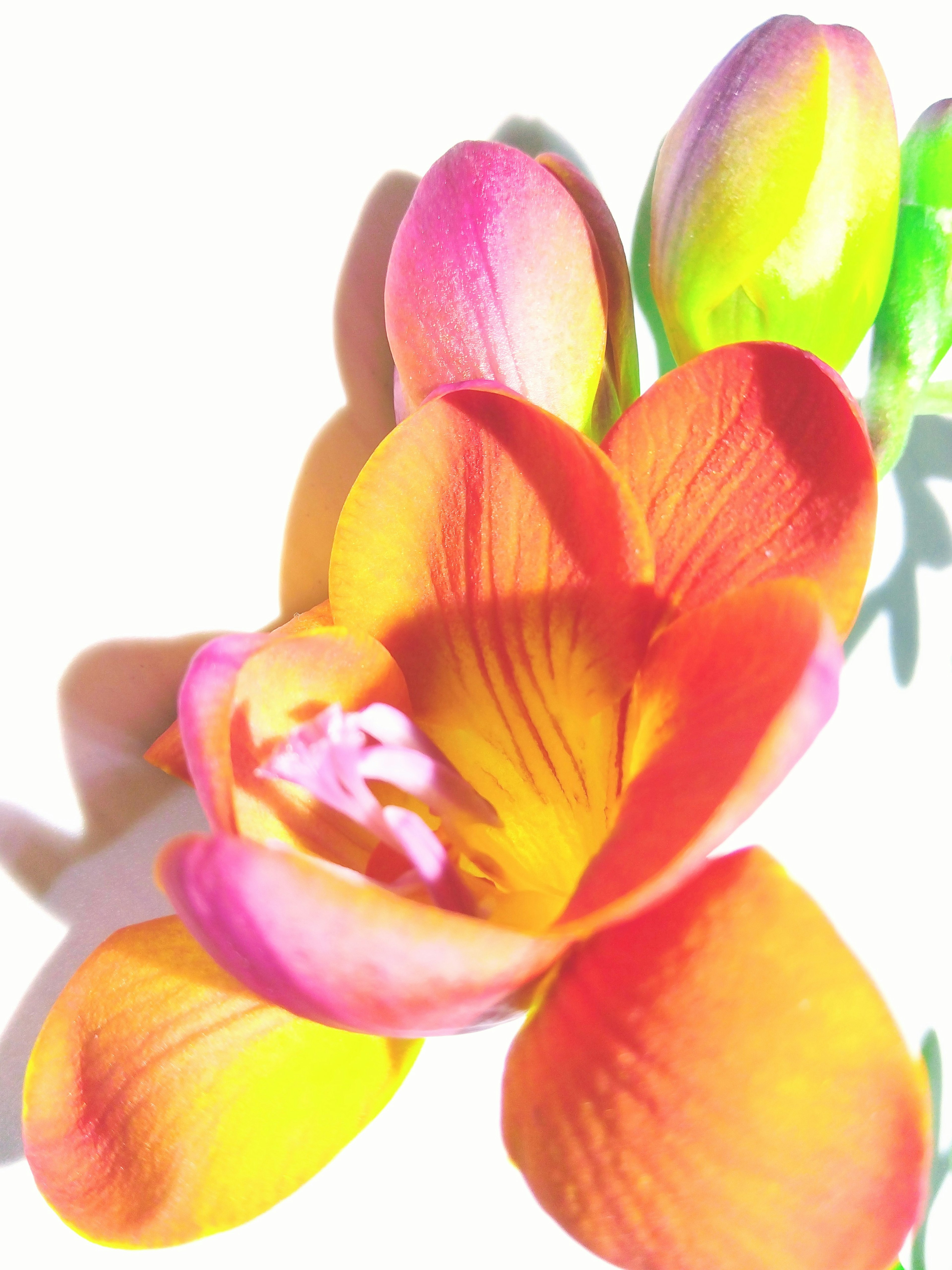 Vibrant orange flower with pink buds and green shoots