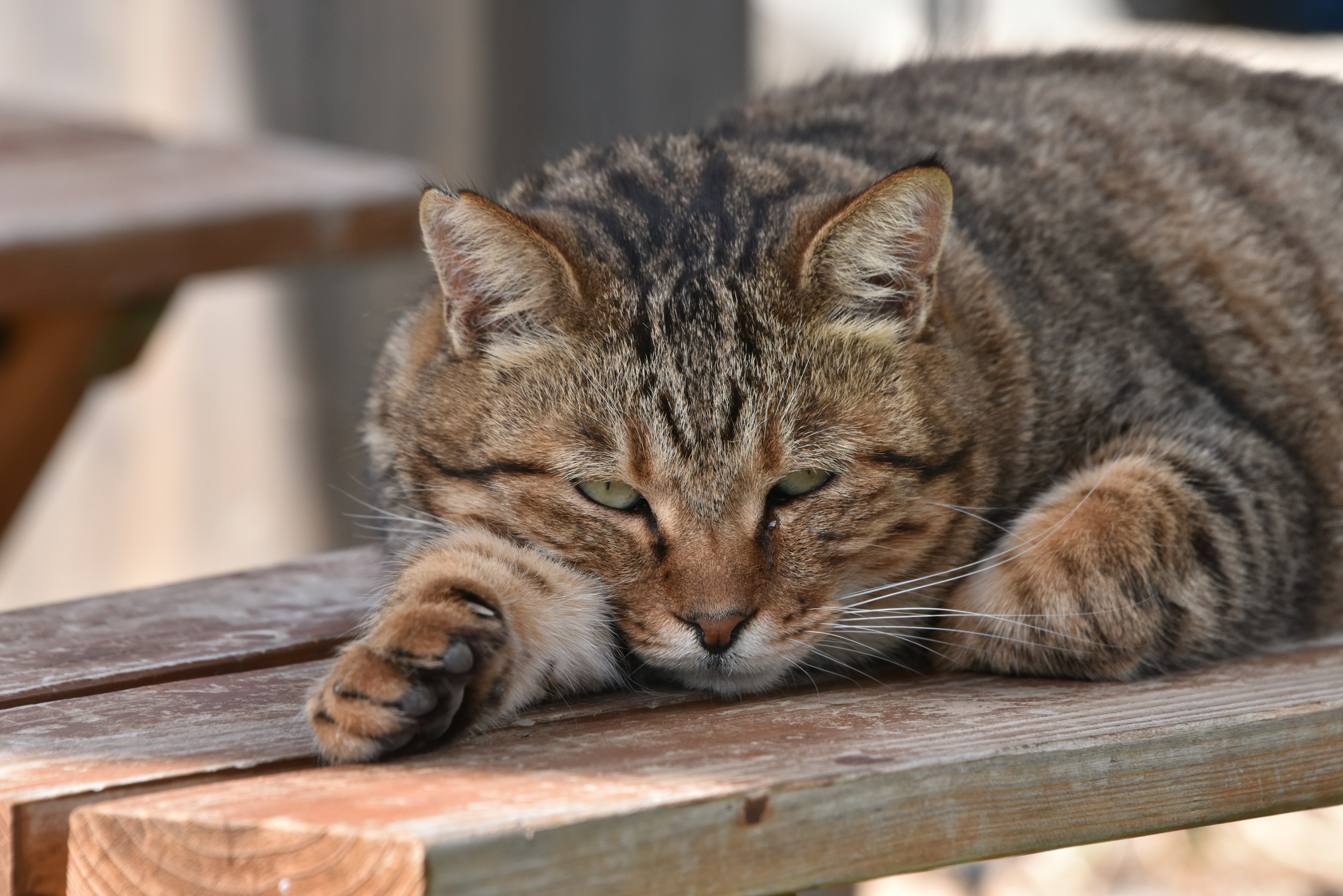 Un chat rayé brun allongé sur une table en bois