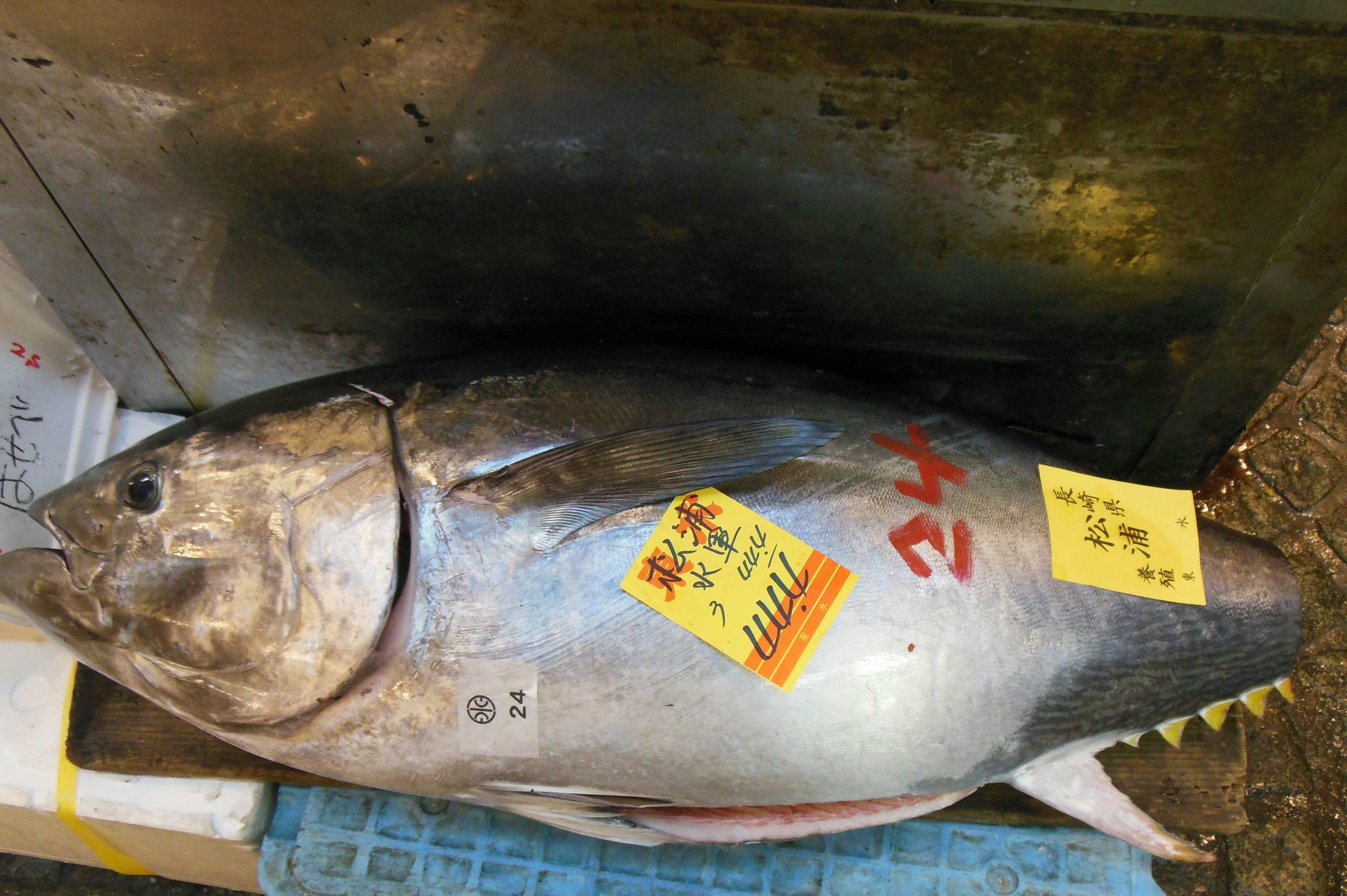 Large tuna displayed at a market