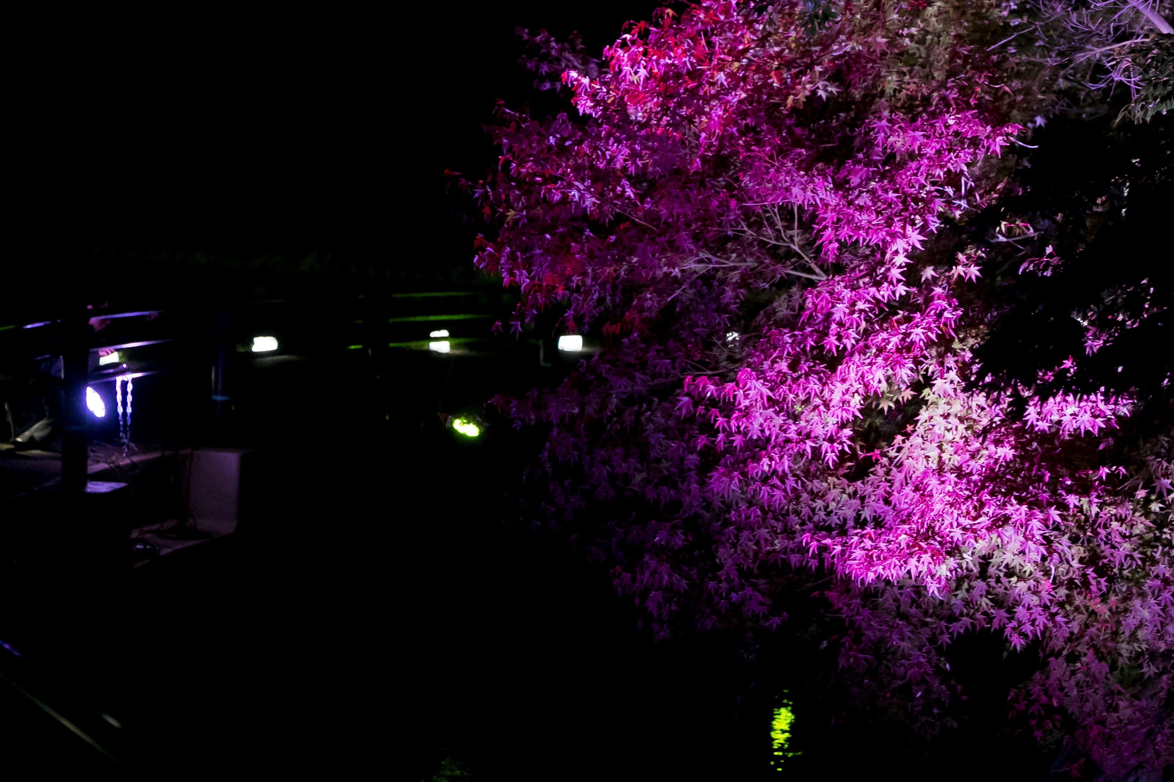 Pohon sakura yang diterangi dengan warna pink cerah di malam hari