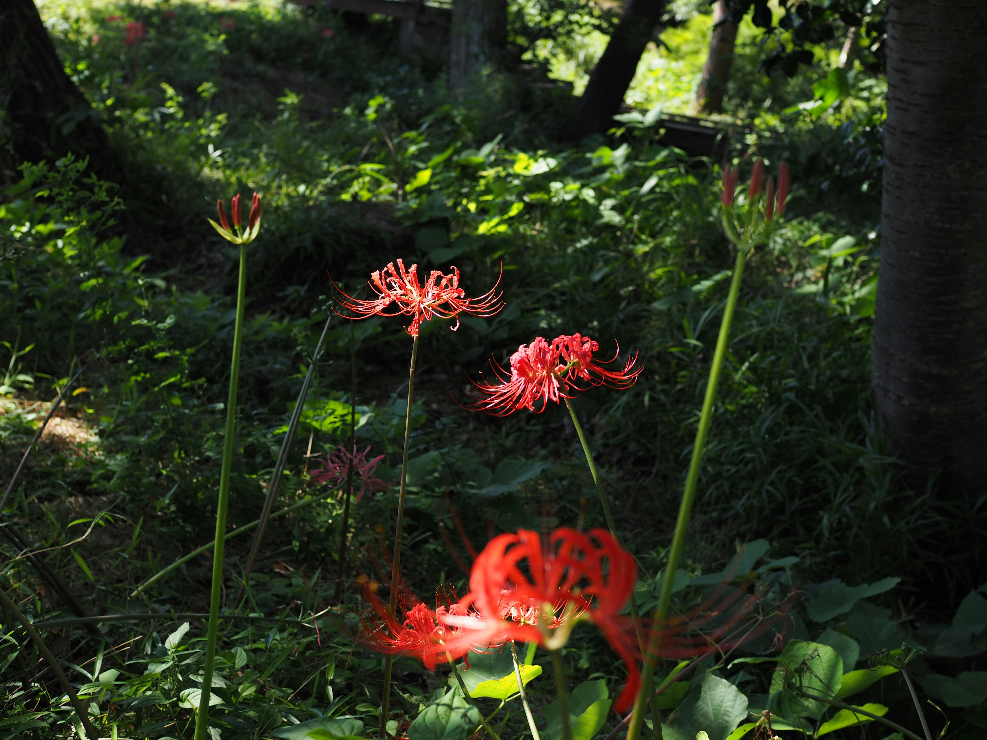 紅色彼岸花在郁郁蔥蔥的綠色背景中盛開