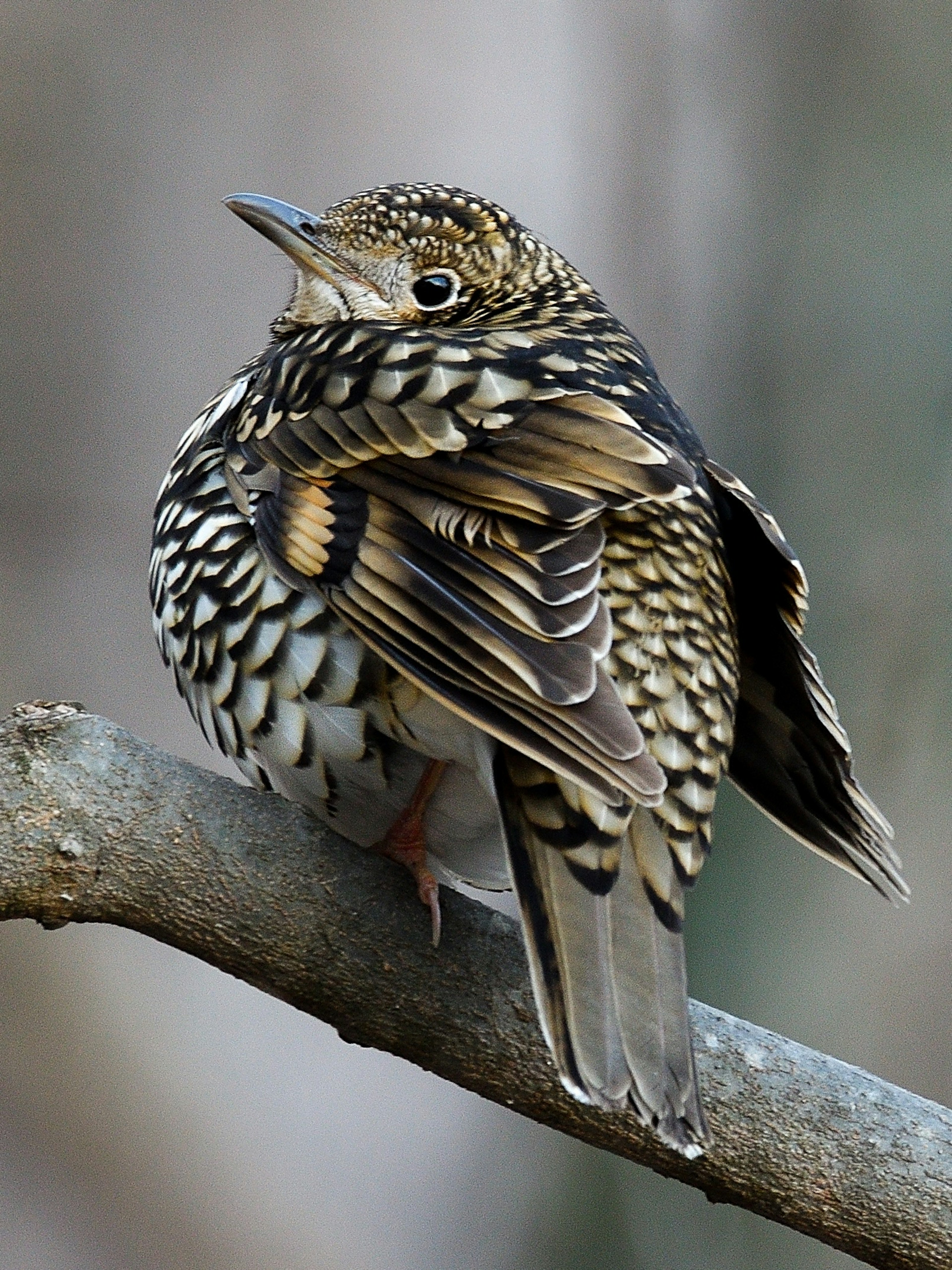 Un pájaro con un hermoso patrón posado en una rama