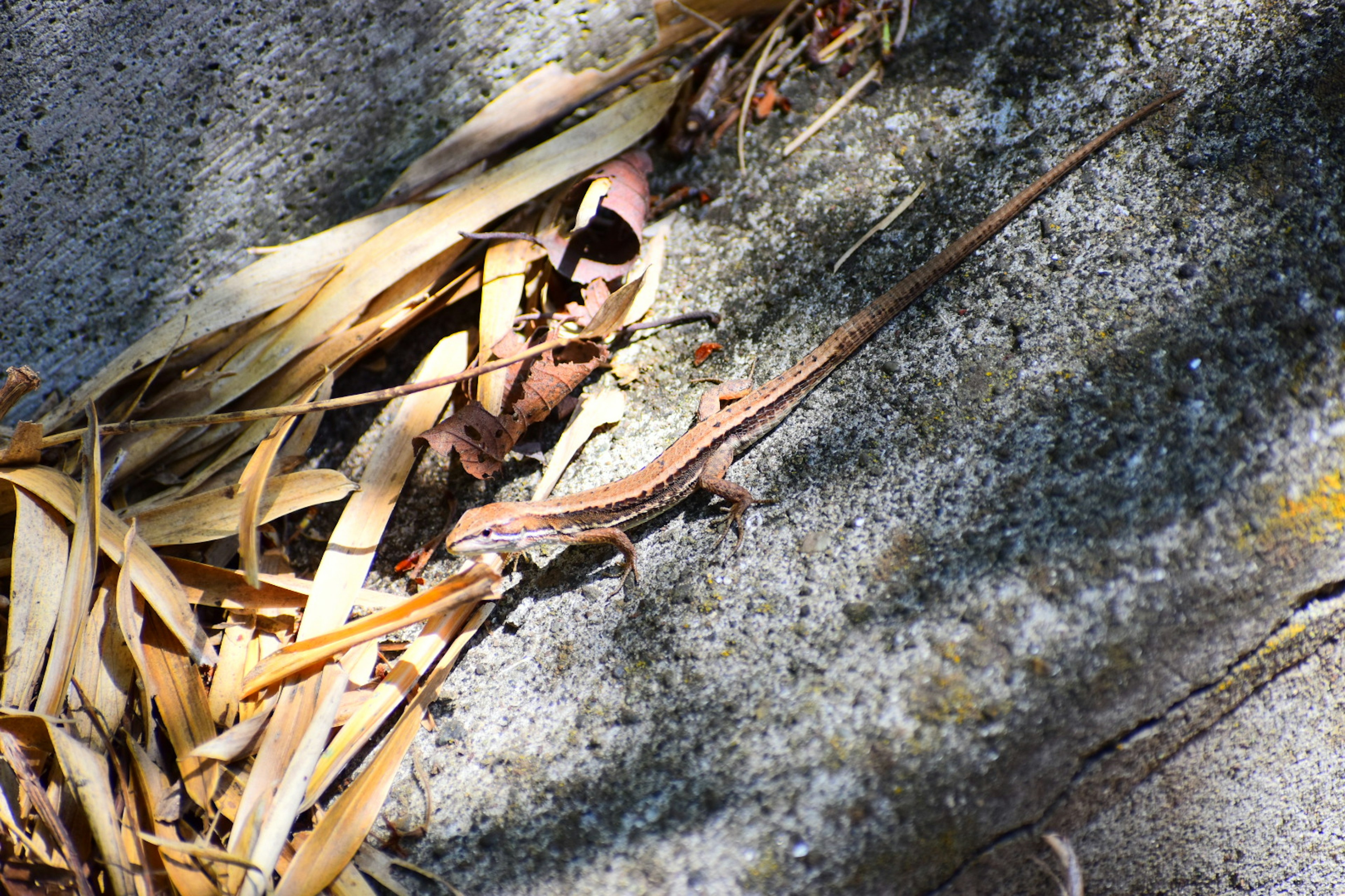 Un petit lézard sur du béton entouré de feuilles sèches