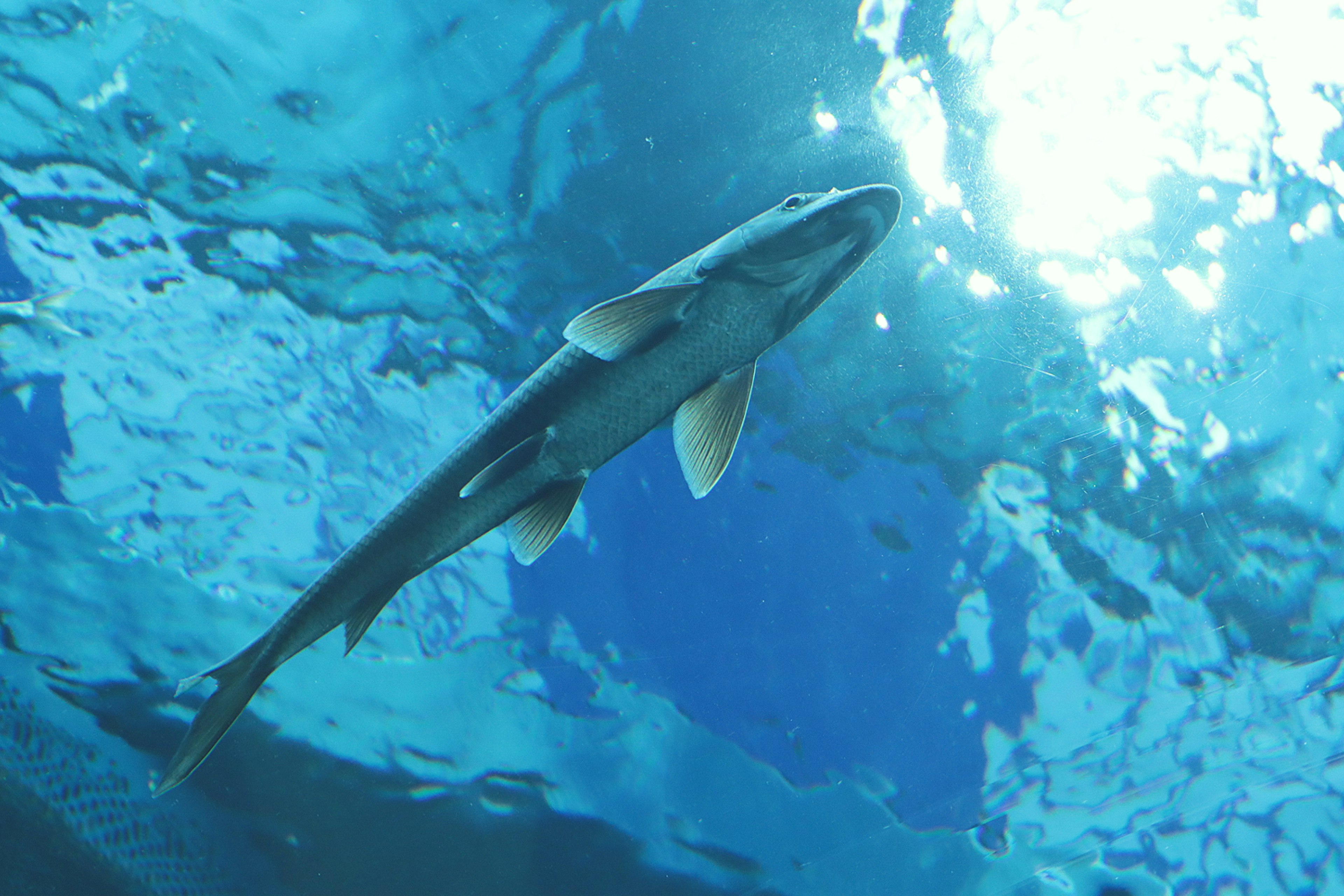 水中を泳ぐ魚の姿と明るい太陽の光