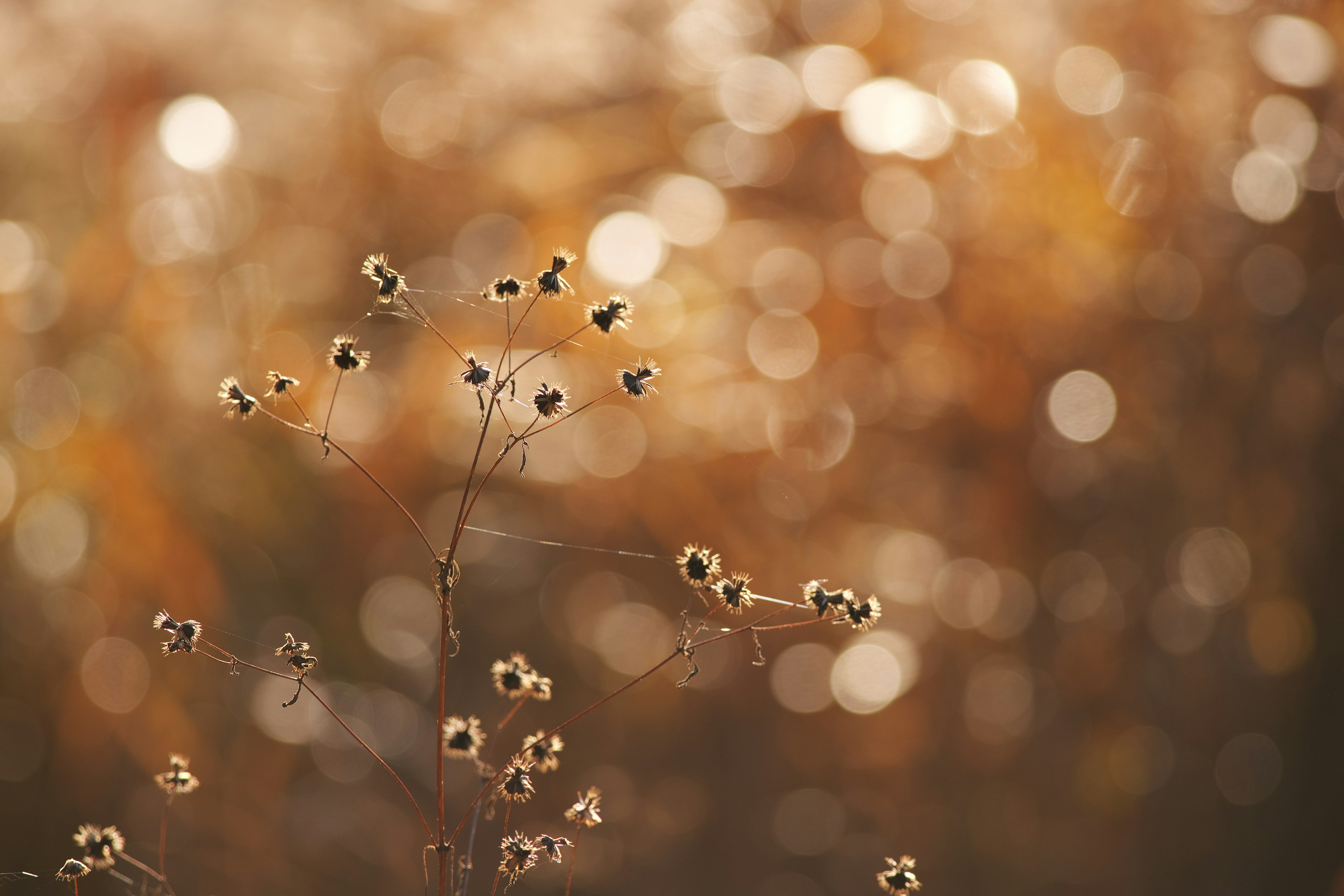 秋の背景にぼんやりとした花の穂と柔らかな光