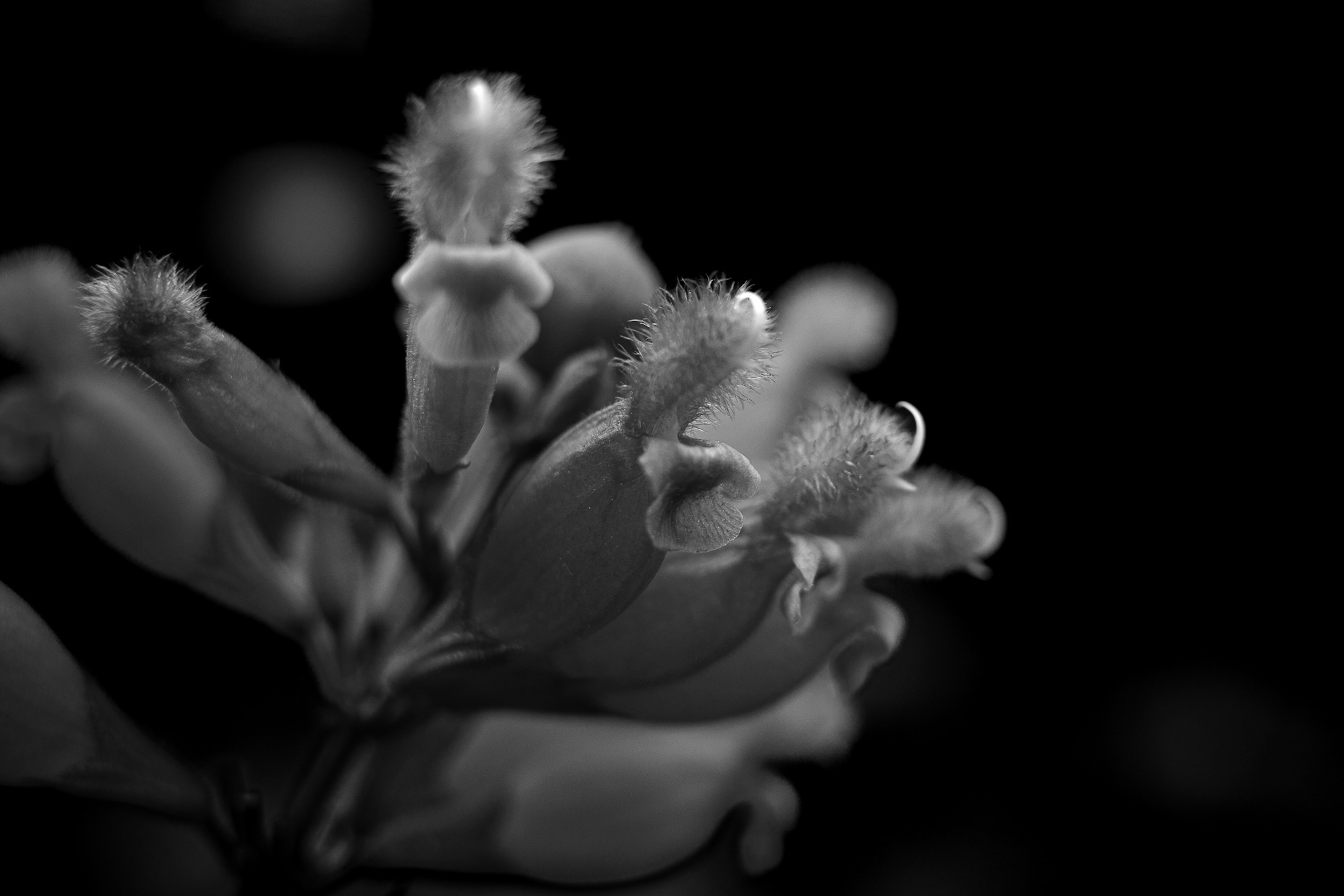 Immagine ravvicinata di un fiore in bianco e nero che mostra petali delicati e trame morbide