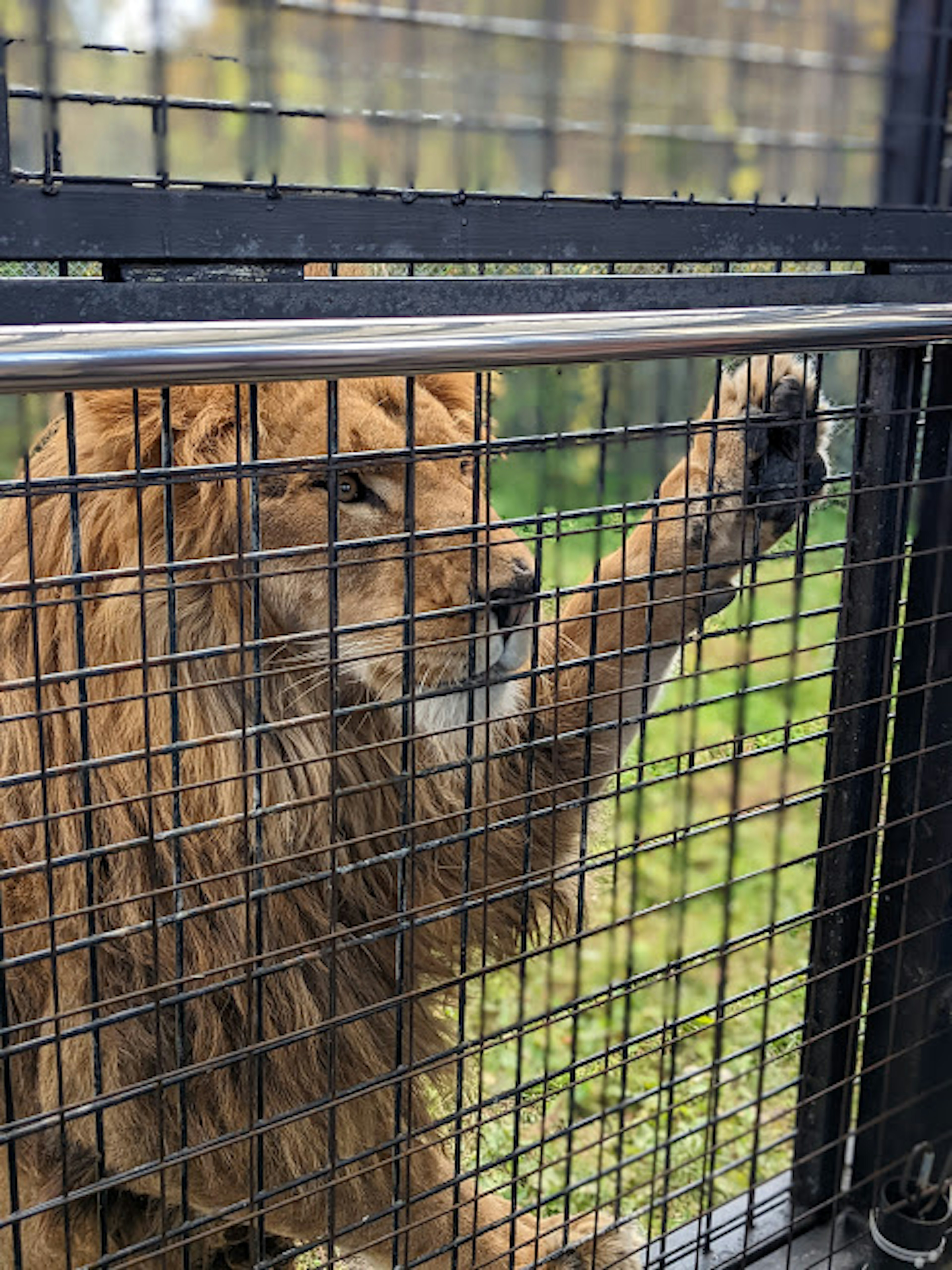 Un león extendiendo su pata a través de una jaula