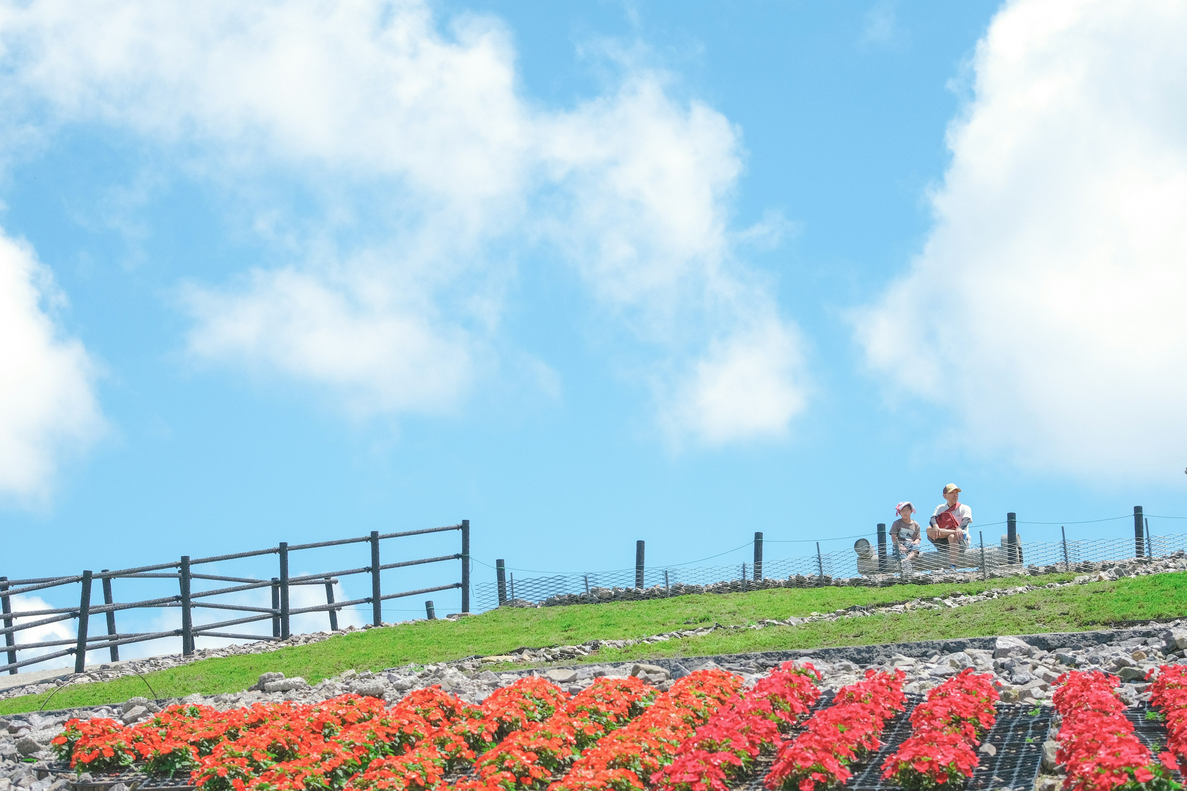 A hillside with colorful flowers under a blue sky and white clouds