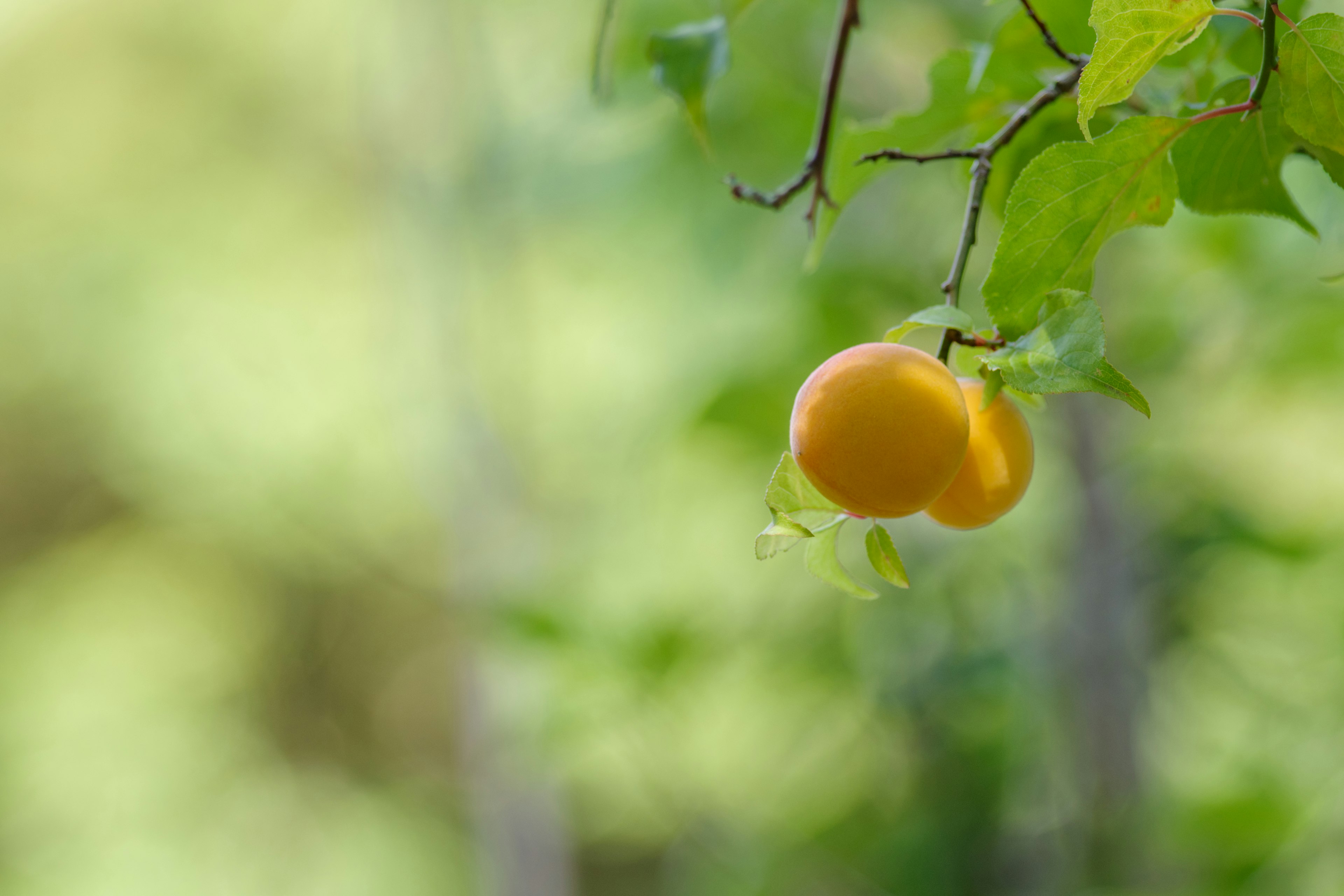 Lebensfrohes orangefarbenes Obst hängt von einem Ast vor grünem Blatt-Hintergrund