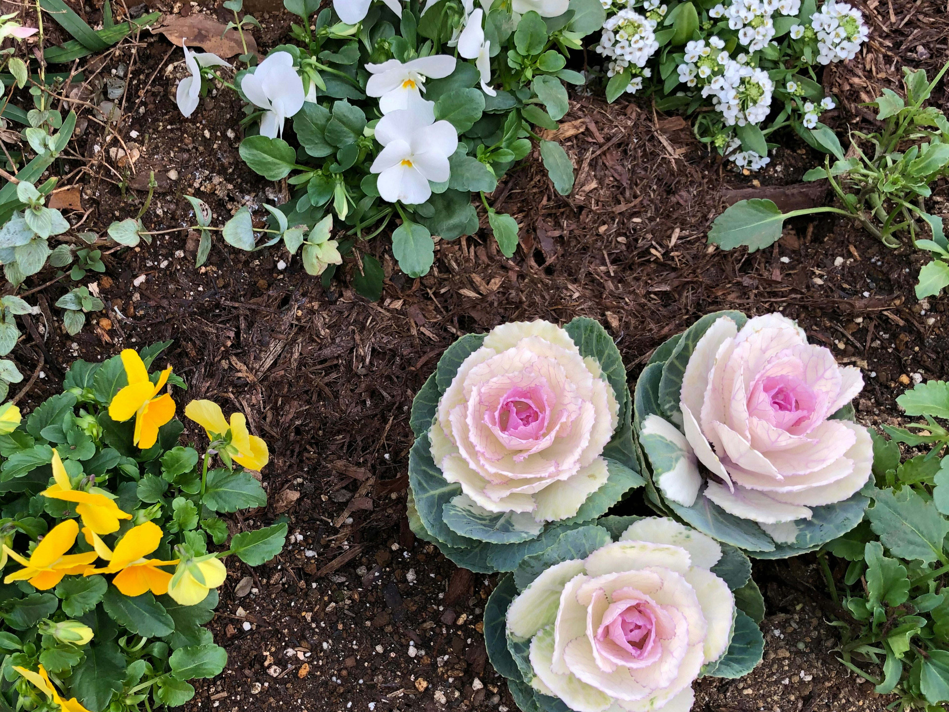 Ein bunter Gartenbereich mit rosa Zierkohlblüten und verschiedenen kleinen Blumen