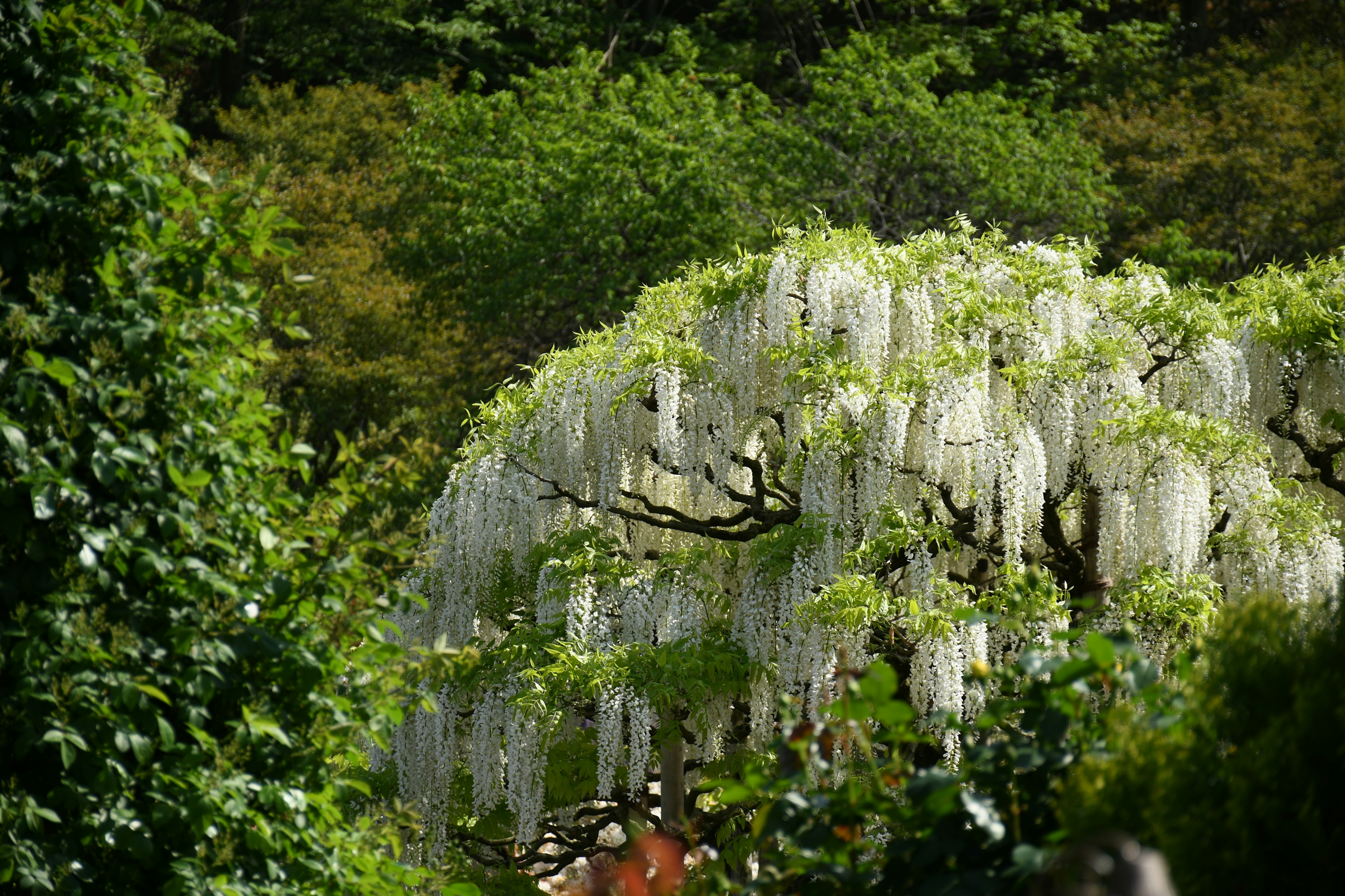 Pohon wisteria dengan bunga putih di latar belakang hijau subur