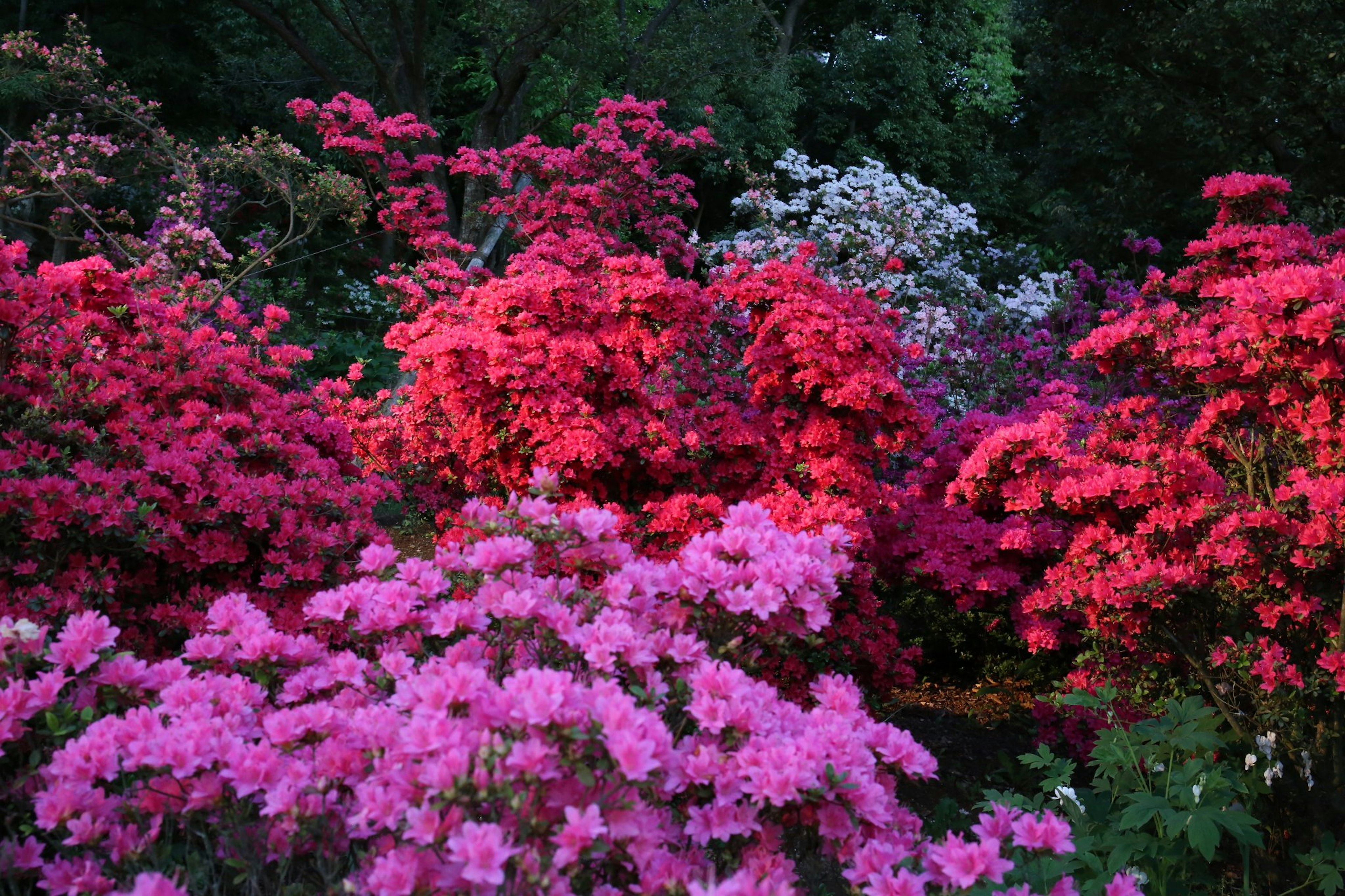 ดอกอะซาเลียที่มีสีสันสดใสในเฉดสีชมพูและแดง