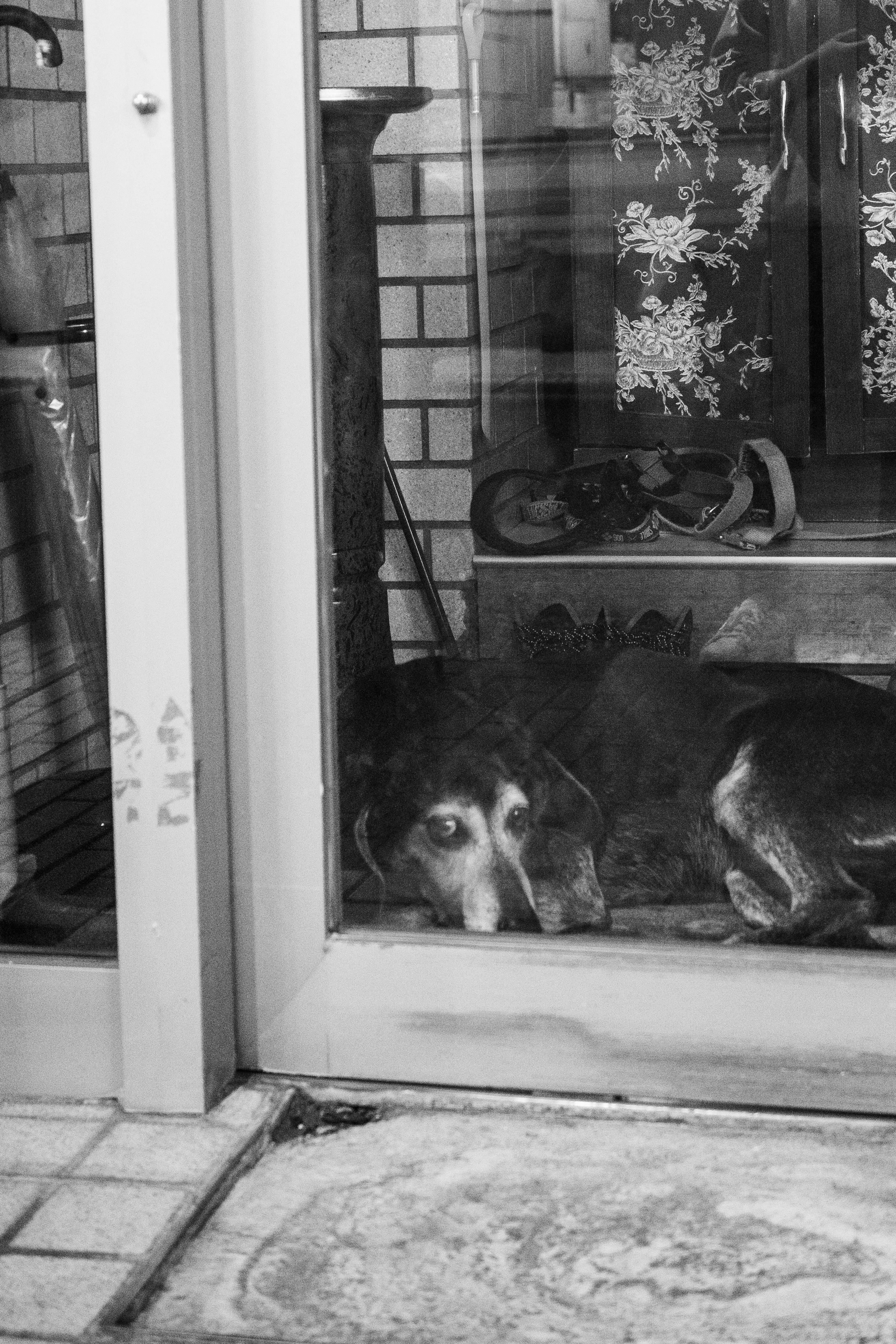 Black and white photo of a dog lying in front of a door