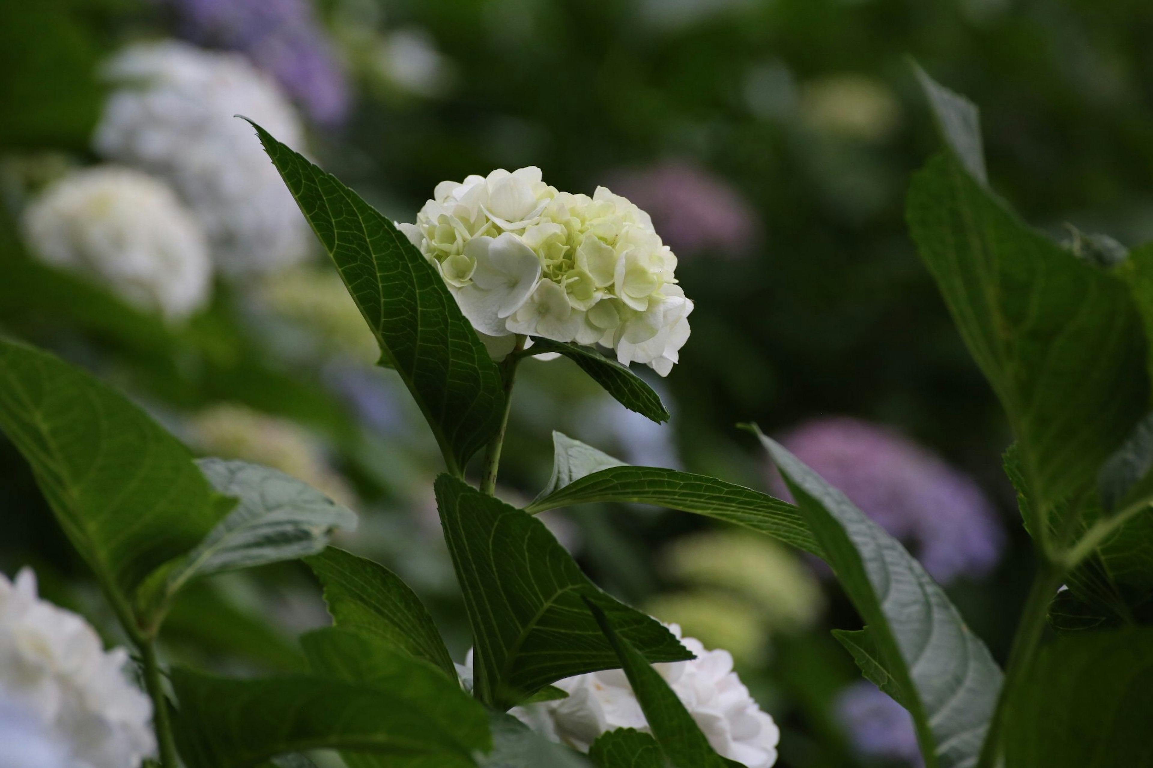 Gros plan d'hortensia avec des fleurs blanches et des feuilles vertes