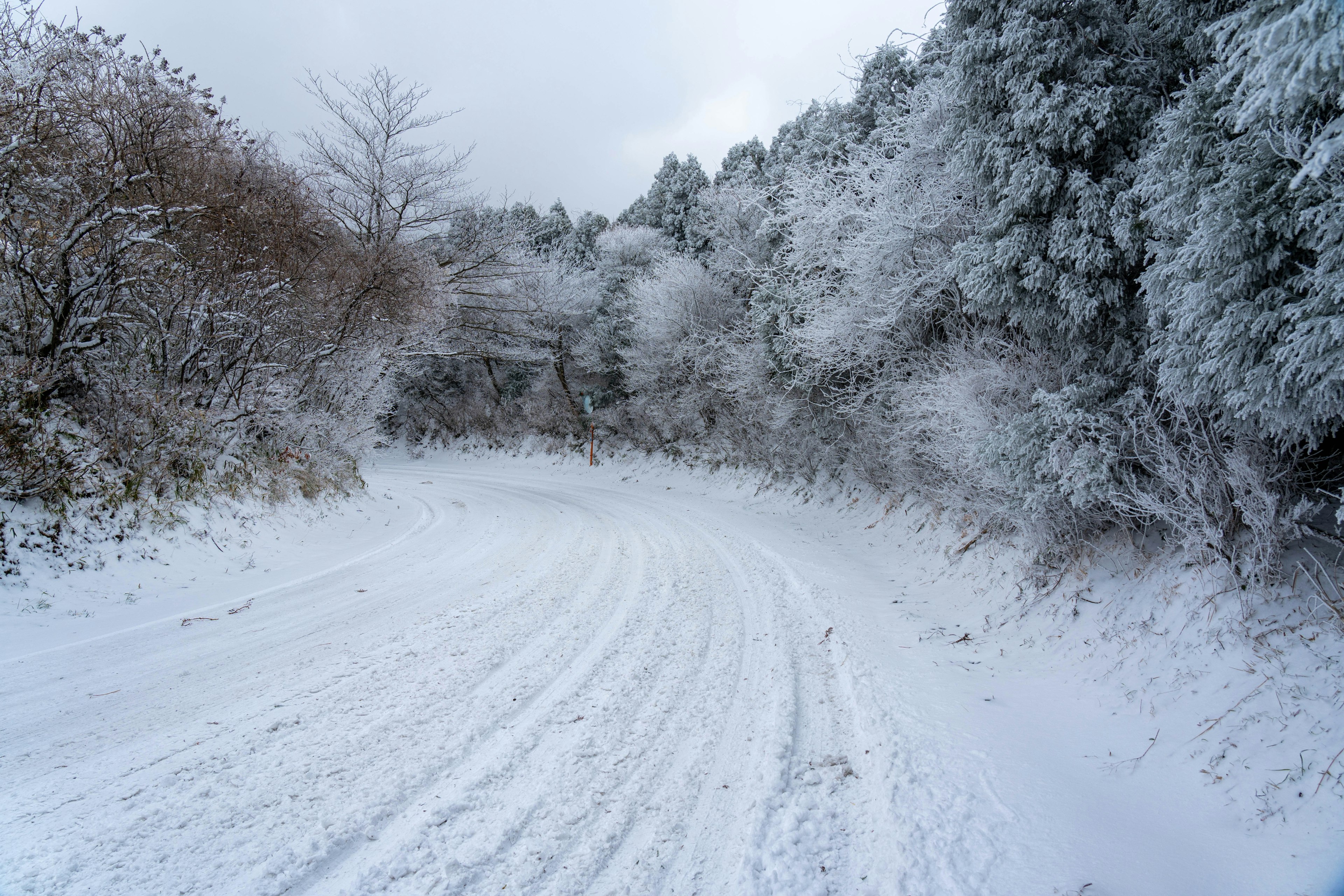 弯曲的雪覆盖道路，两旁是树木