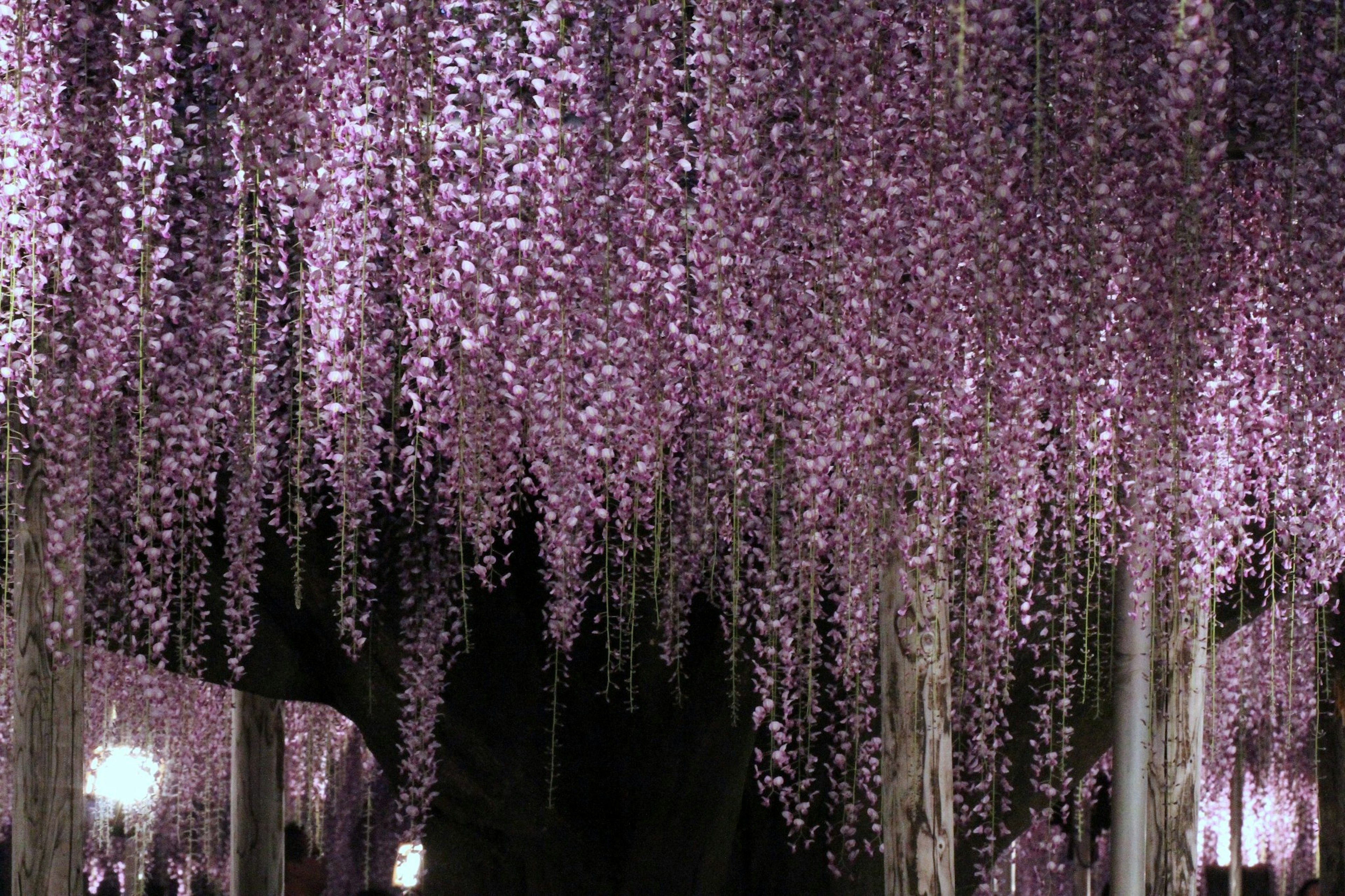 Pemandangan memikat bunga wisteria ungu yang menggantung