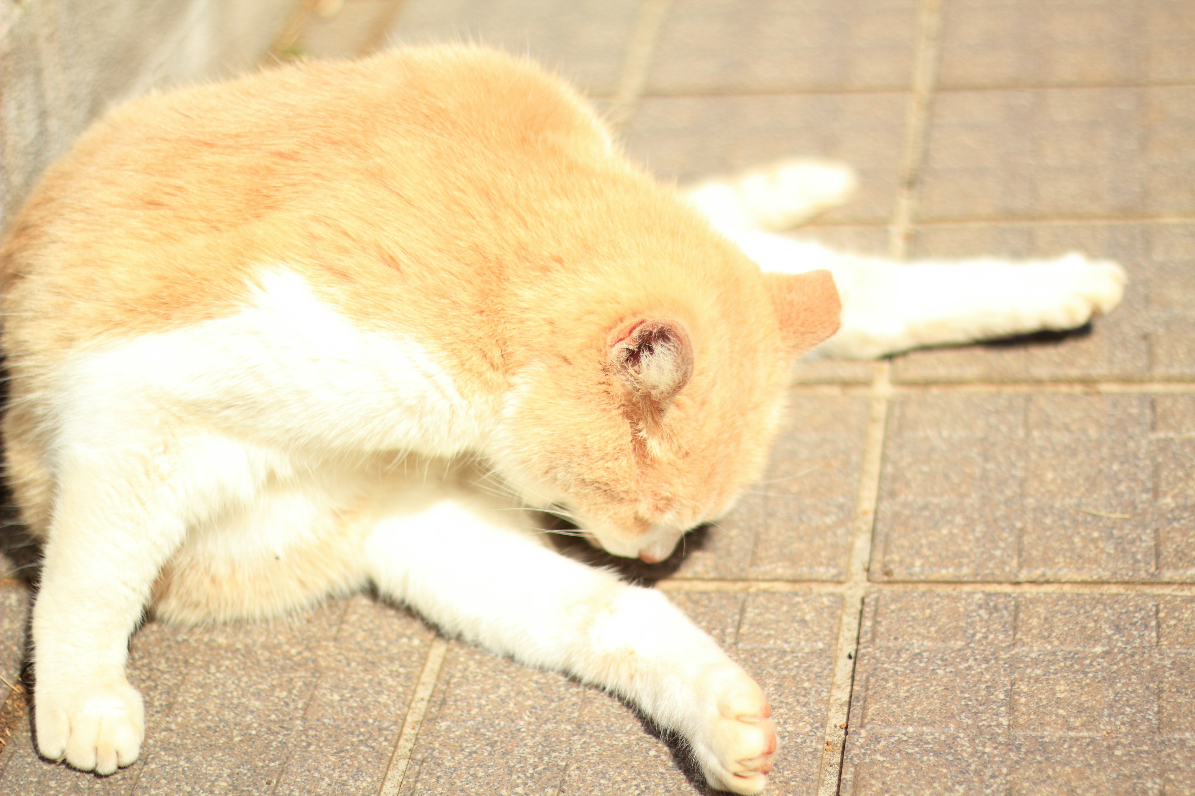 Kucing oranye dan putih berbaring sambil merawat diri