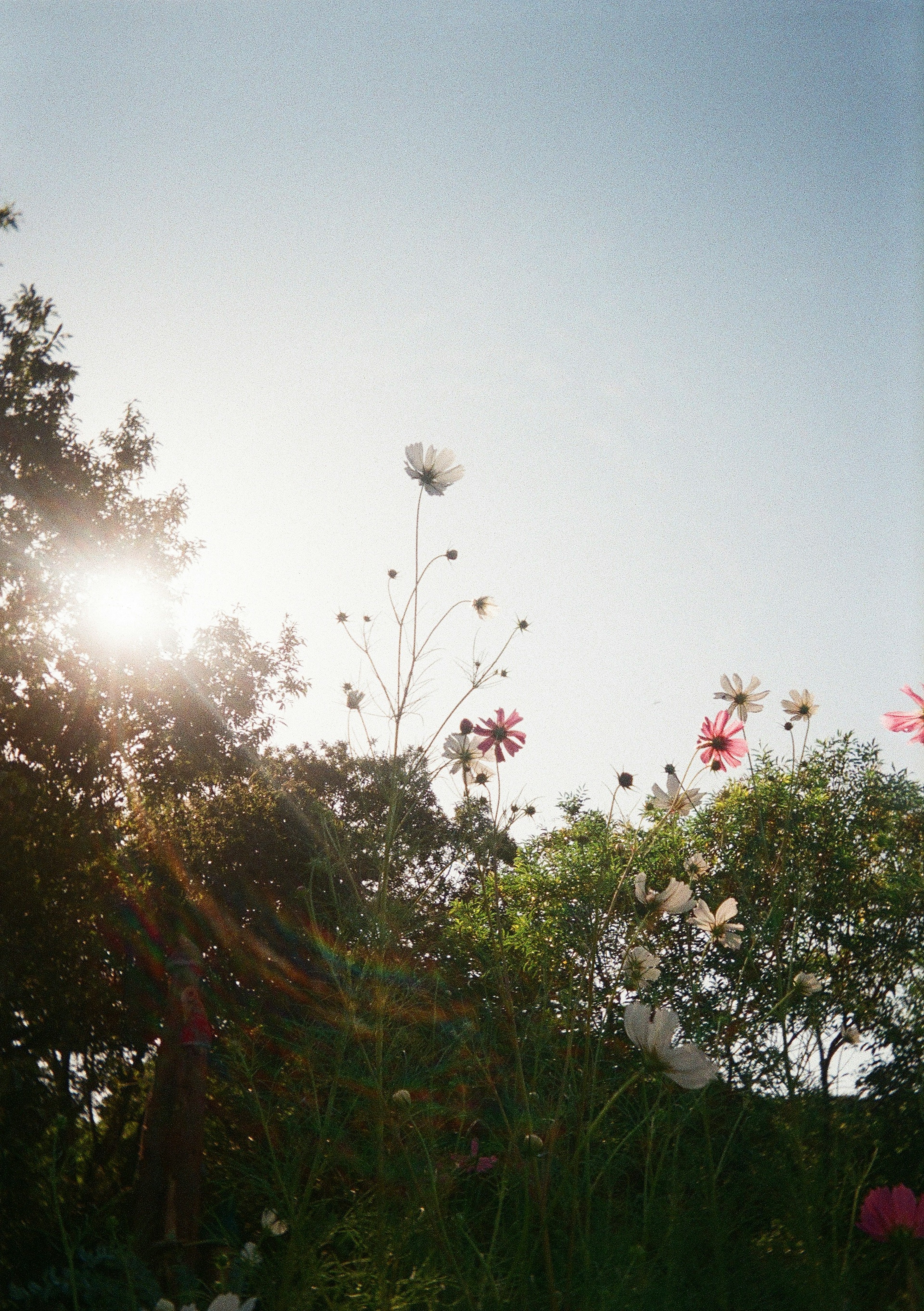 Silhouette di fiori e alberi sotto un cielo blu