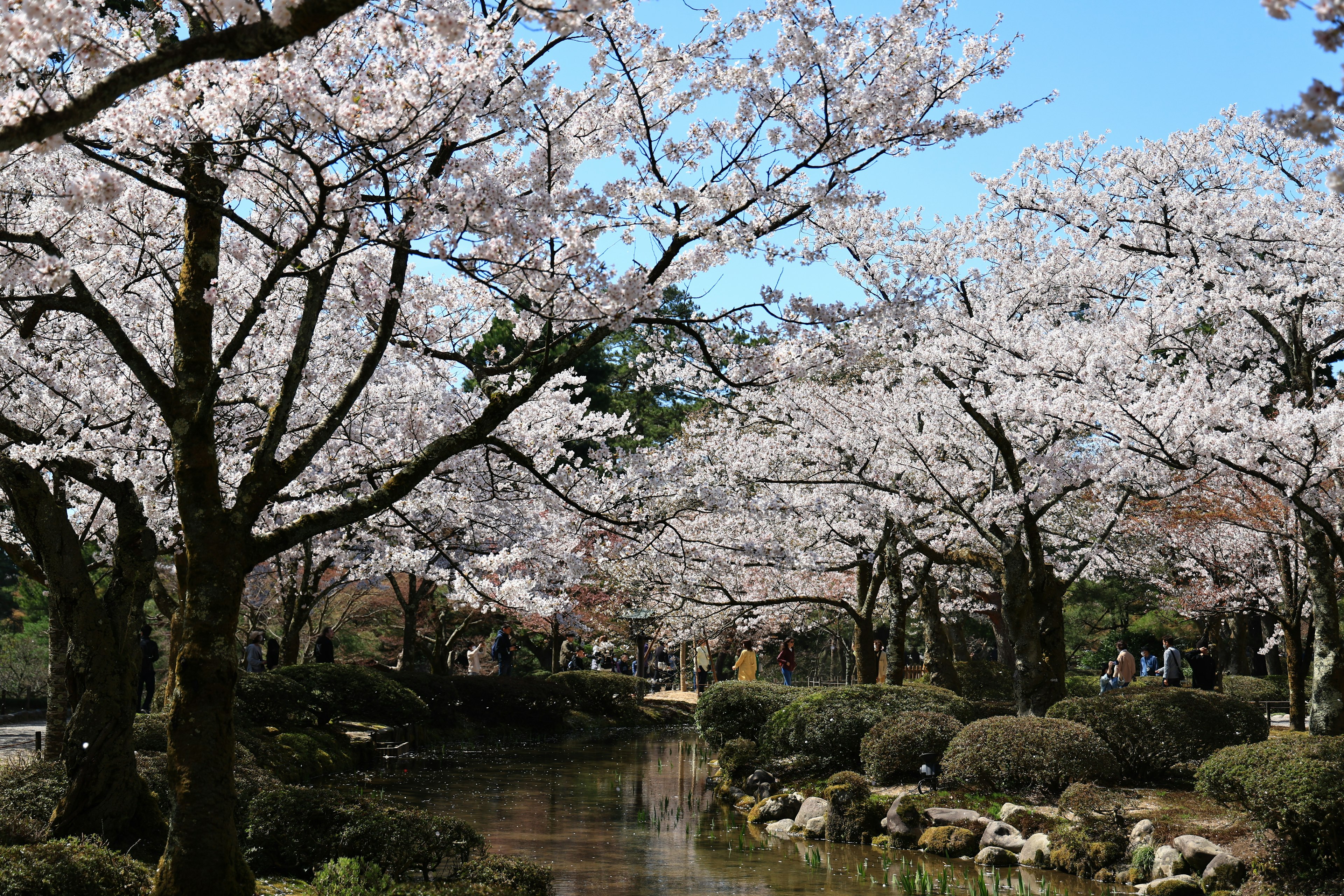 Scenic view of cherry blossom trees in a park with a clear blue sky and calm water