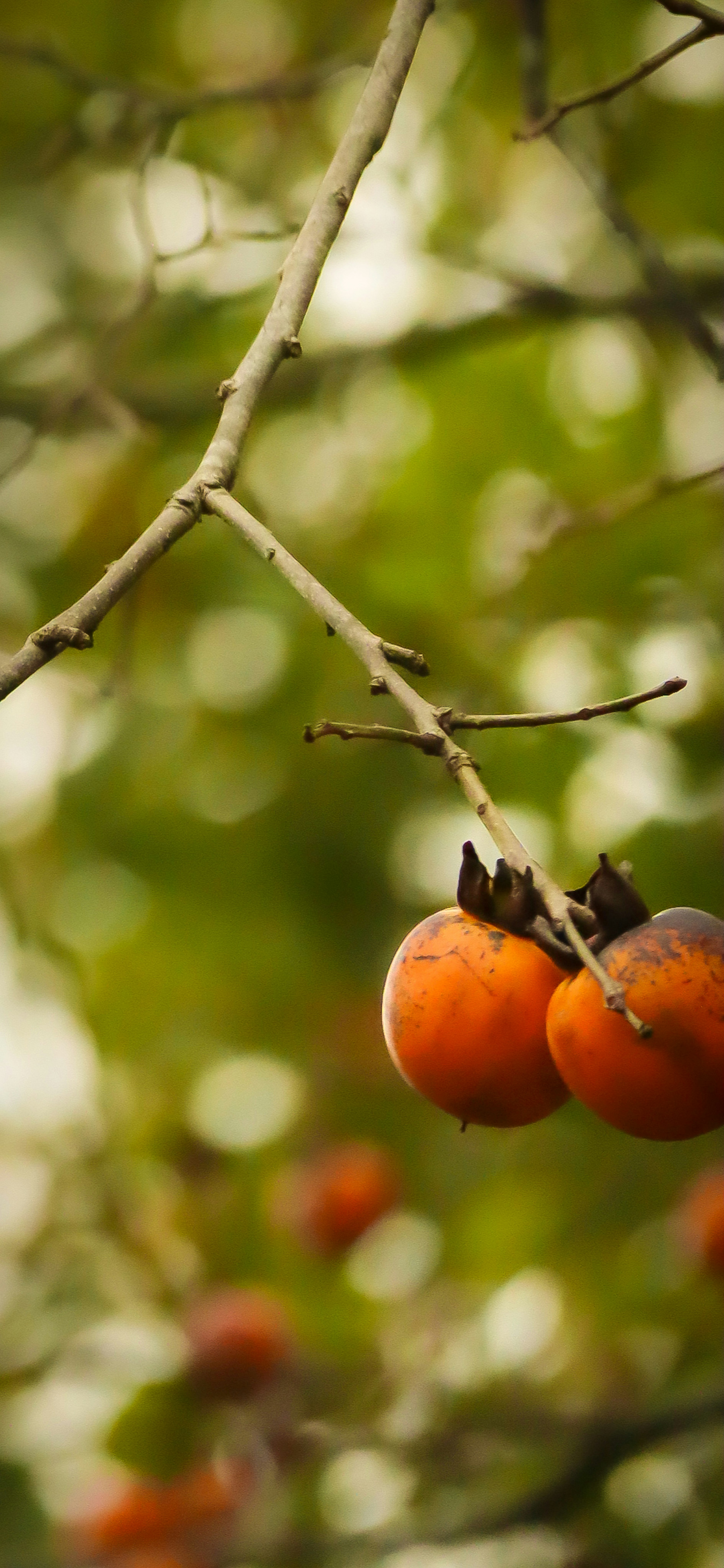 Kakis naranjas colgando de una rama con un fondo verde borroso