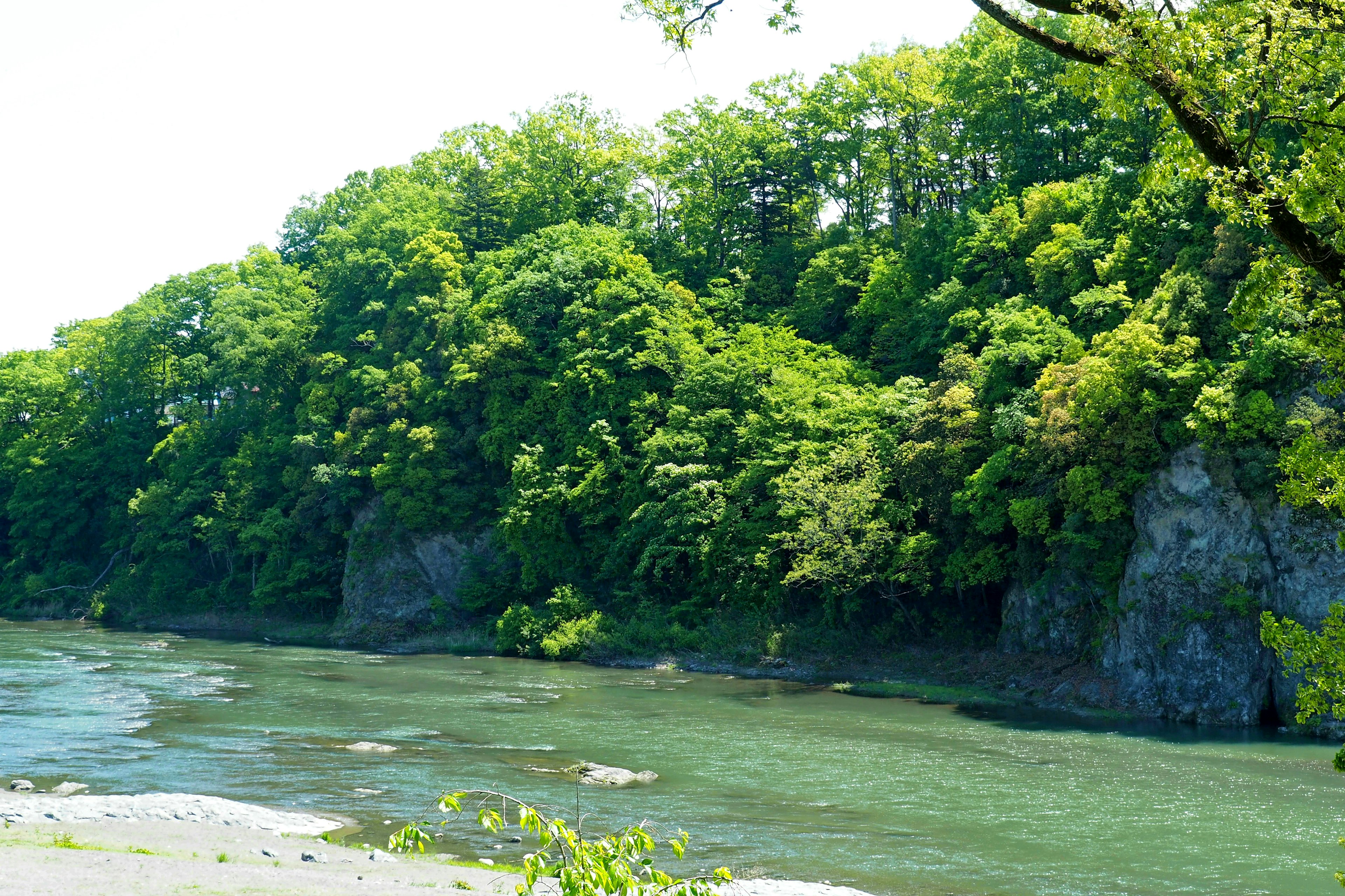 Árboles verdes exuberantes junto a un río sereno