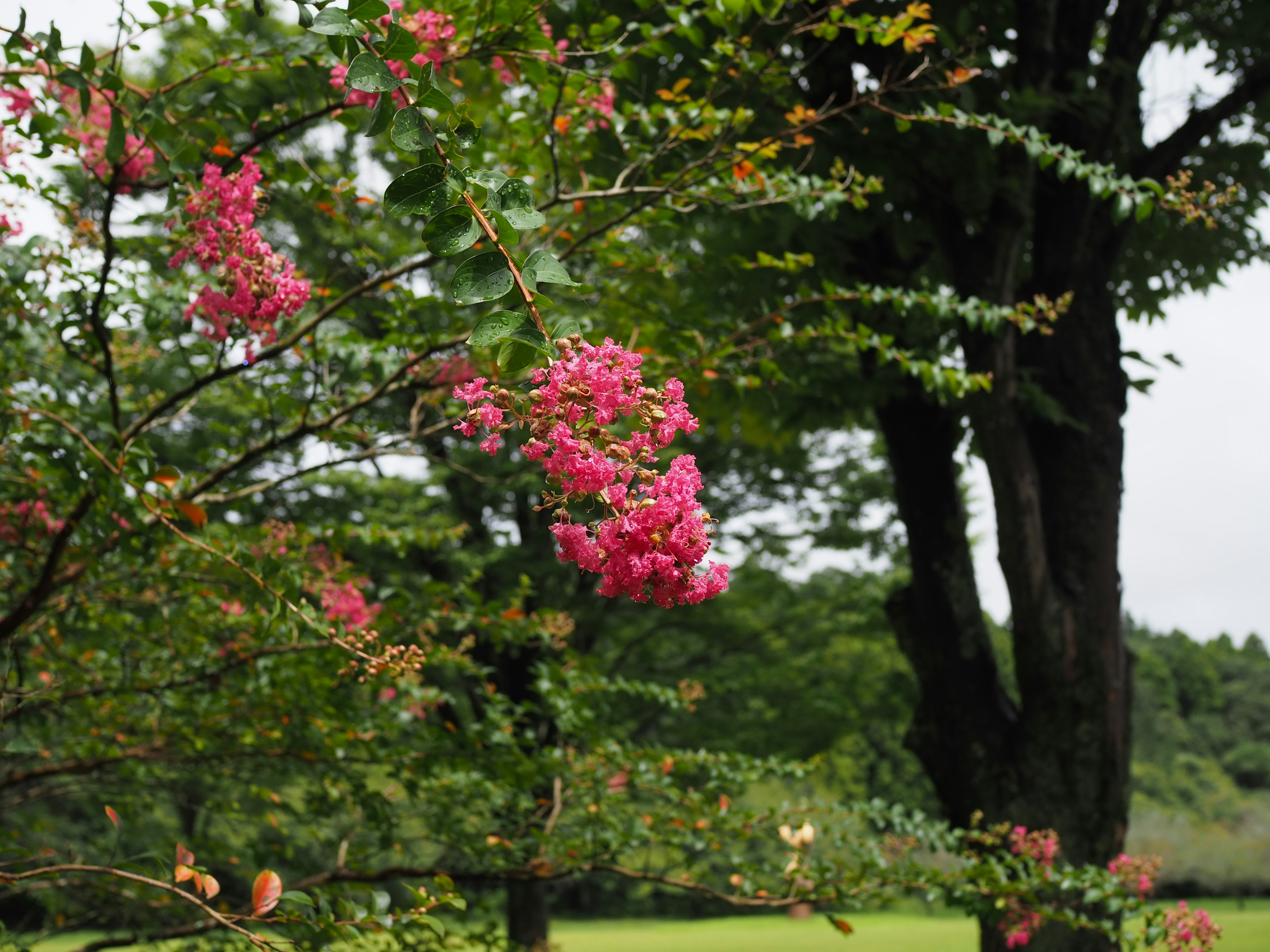 Árbol con flores rosas vibrantes y fondo verde exuberante