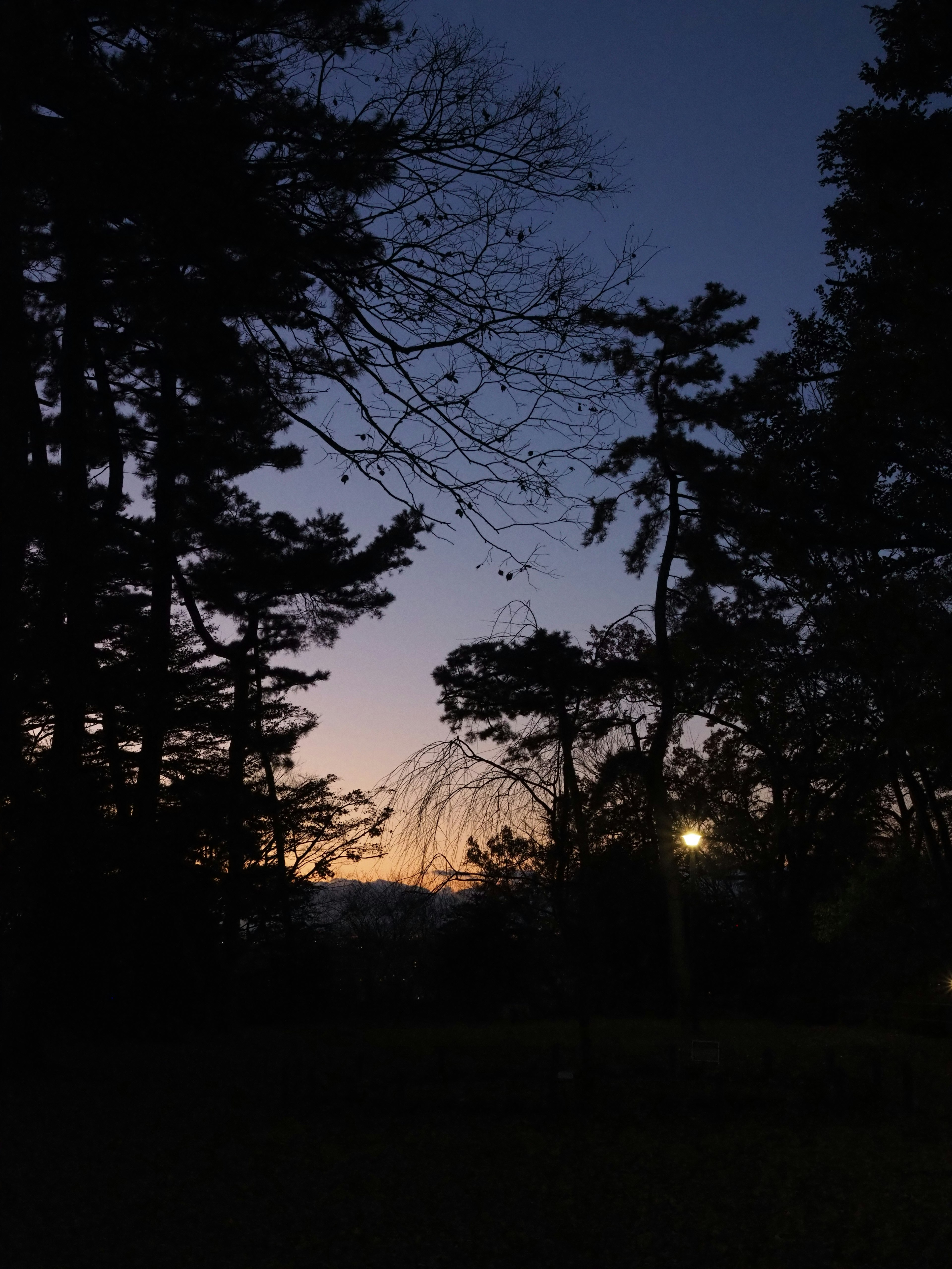 Ruhige Waldlandschaft in der Dämmerung mit hellem Himmel