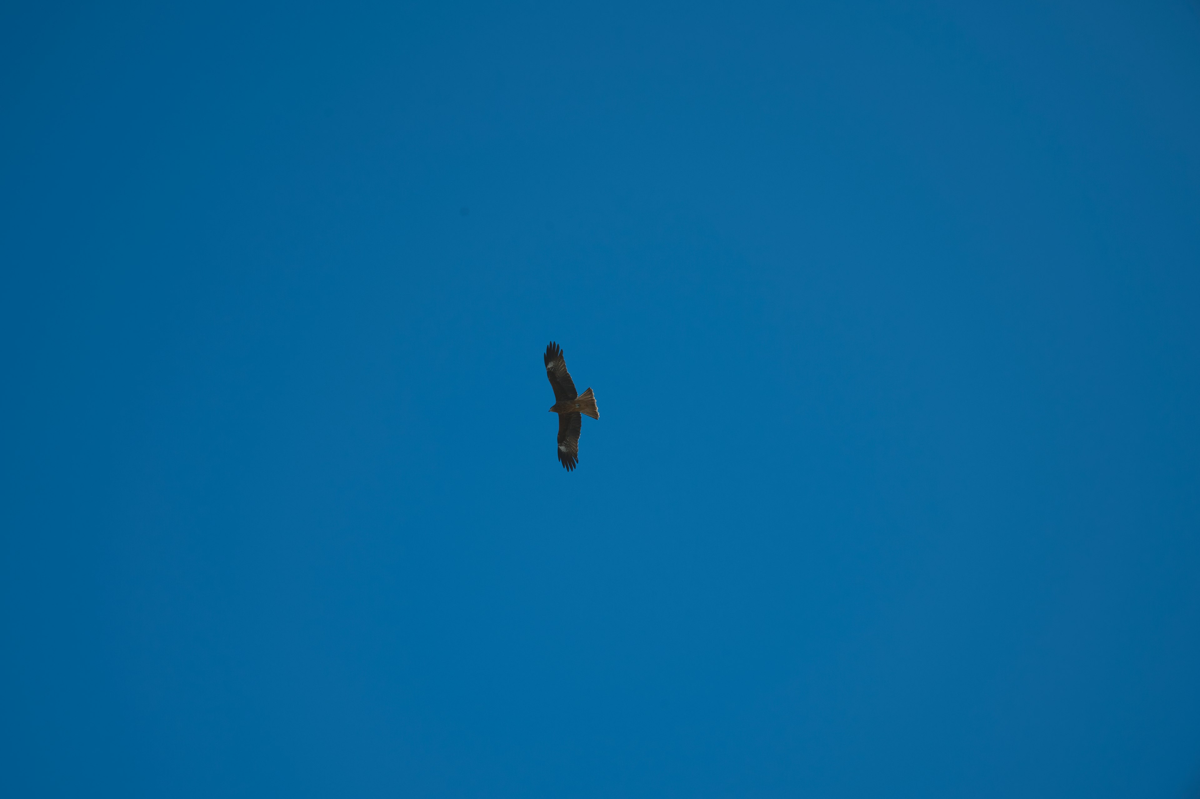 Ein Falke schwebt gegen einen blauen Himmel