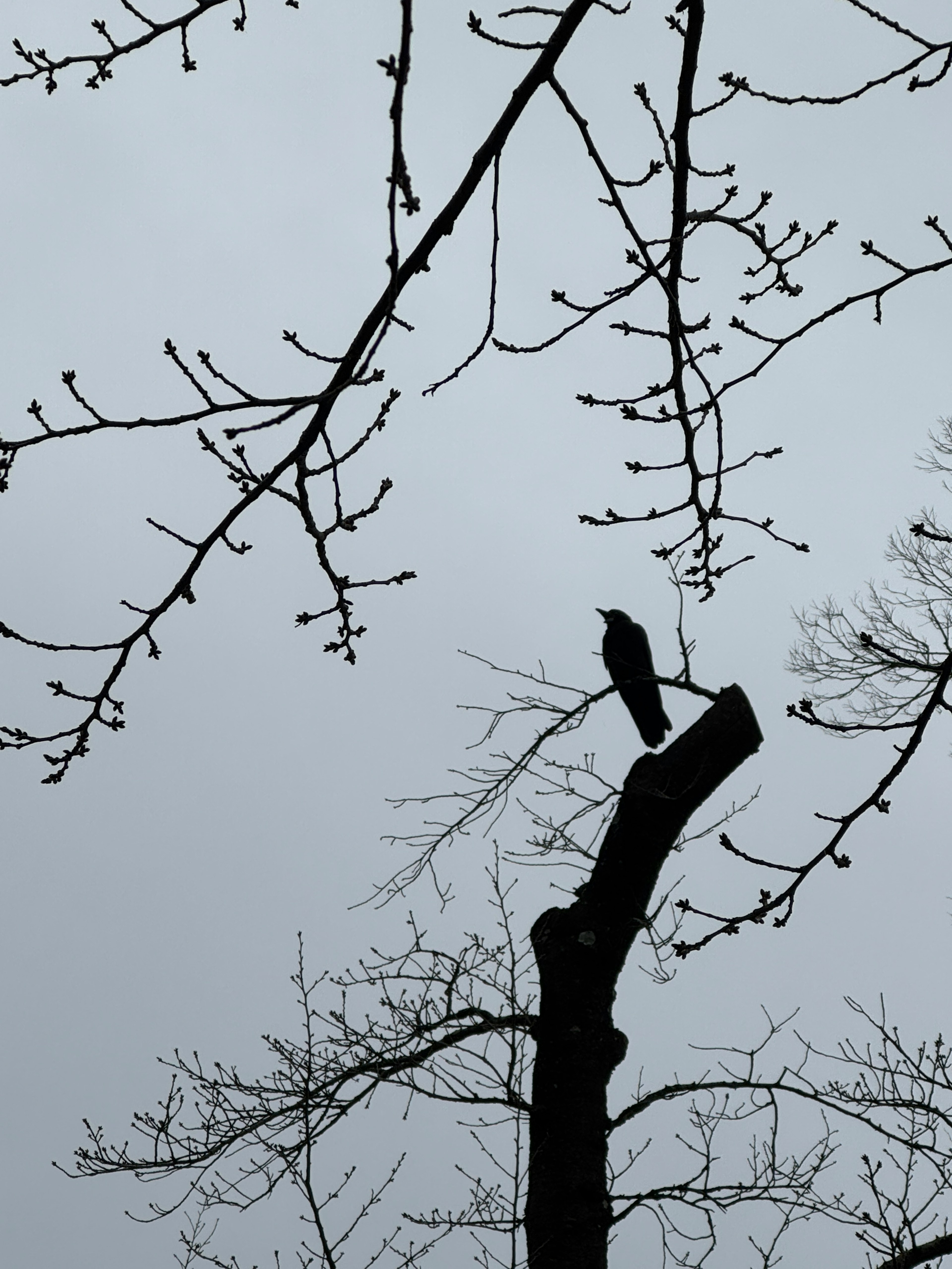 黑鳥棲息在樹枝上的輪廓，背景為灰色天空