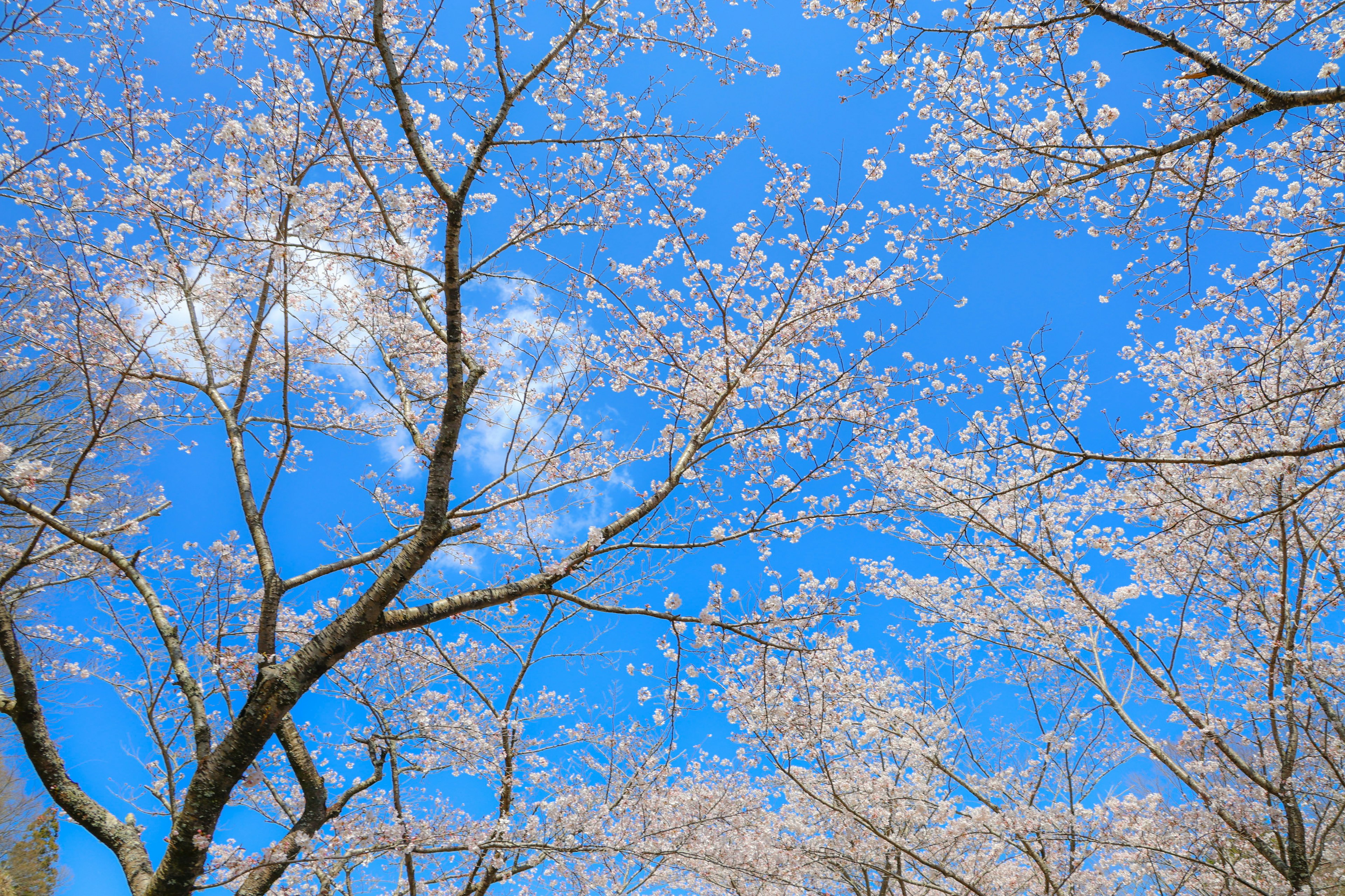 Belle vue des cerisiers en fleurs et des branches contre un ciel bleu