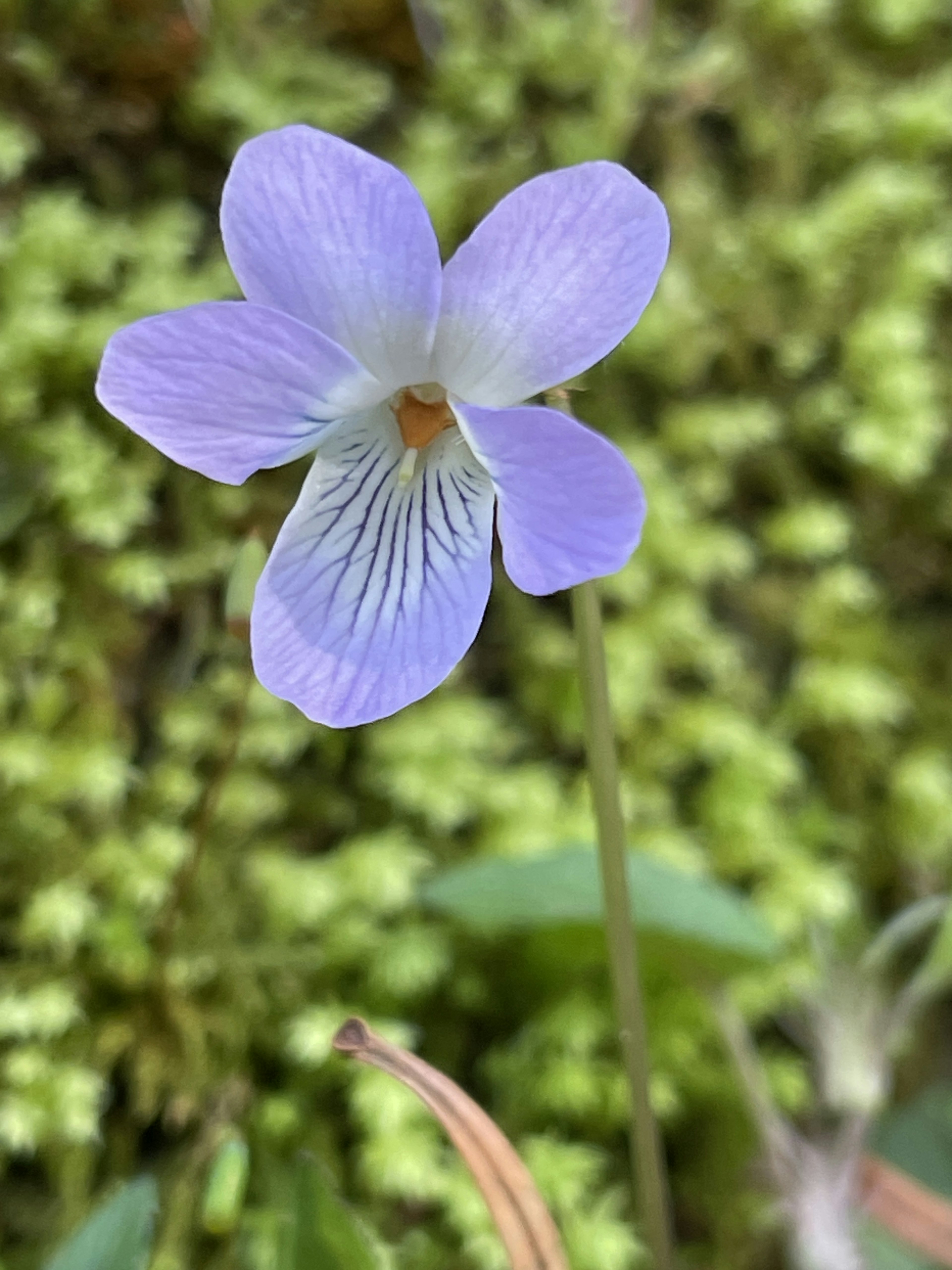 Wildes Veilchen mit lila Blüten, das vor einem grünen Hintergrund blüht