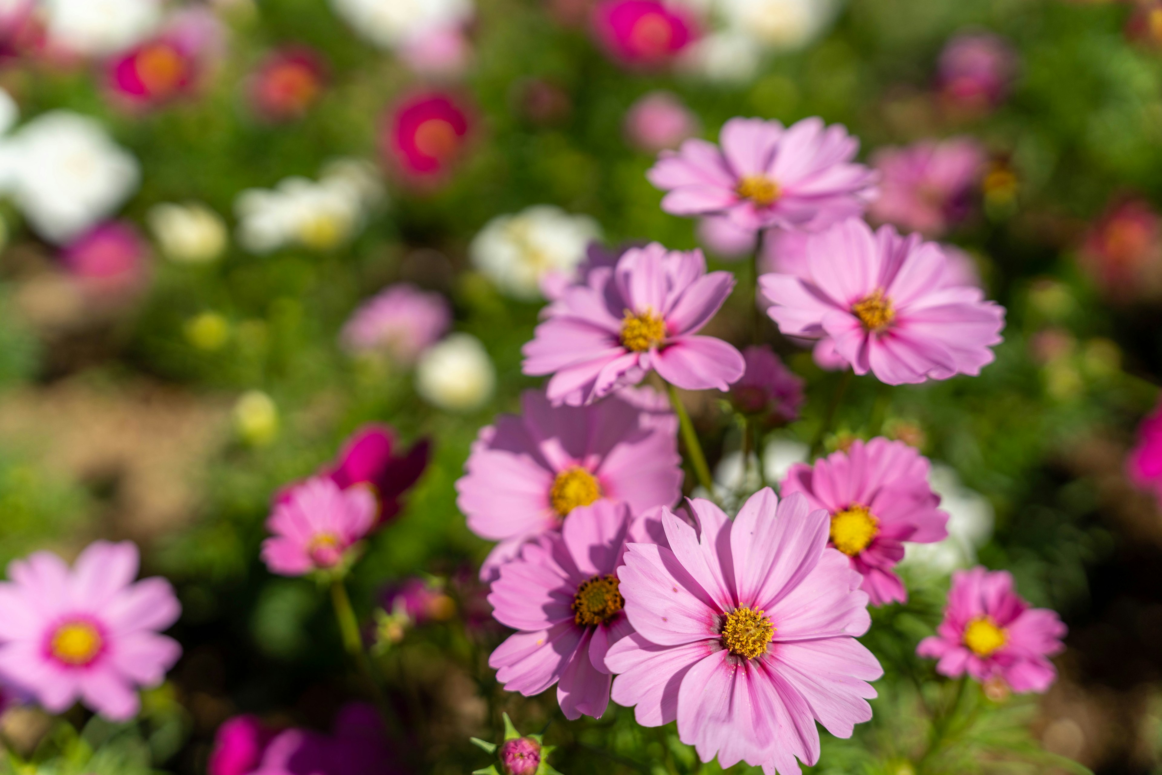 Bunga pink cerah mekar di taman