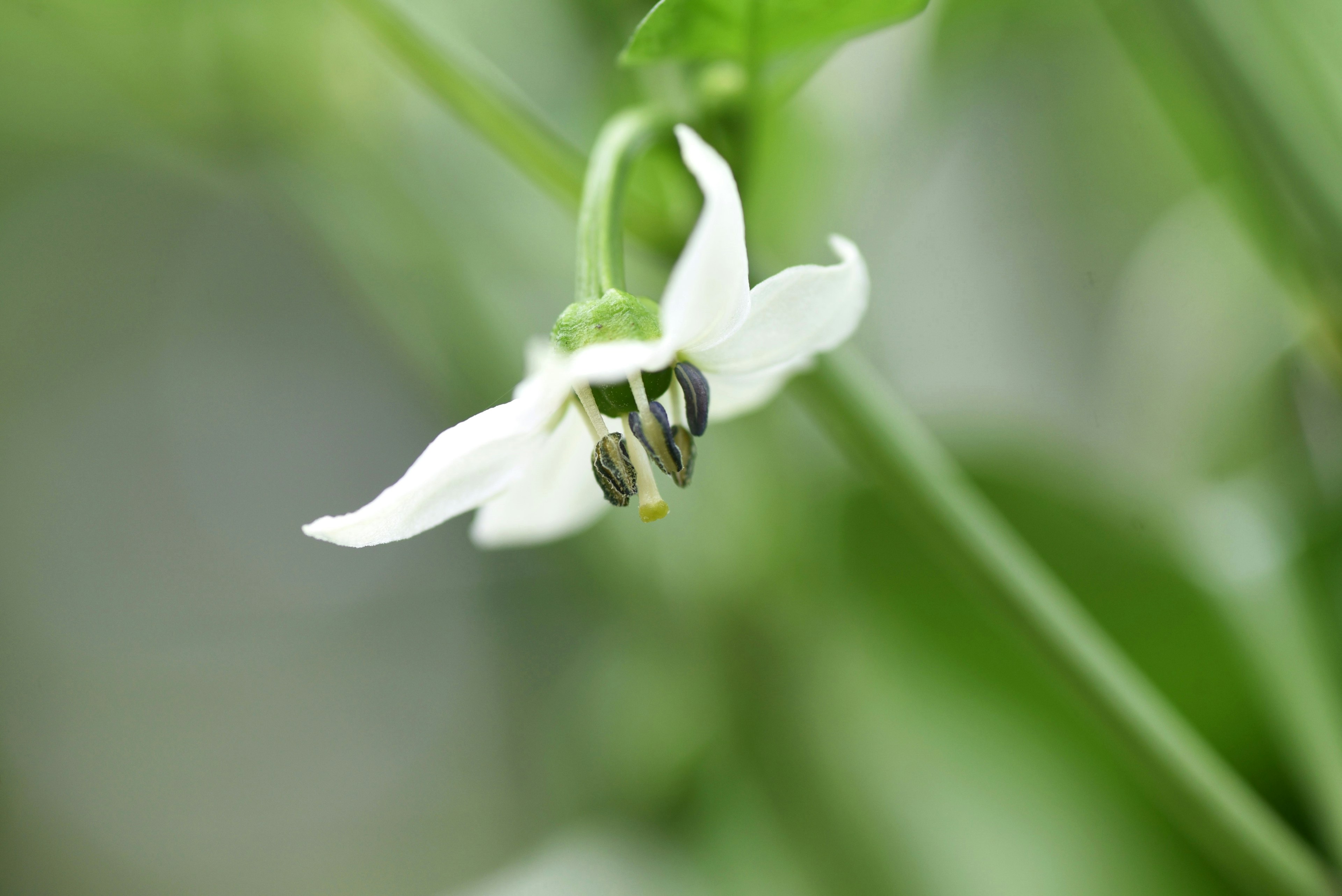 Nahaufnahme einer weißen Blume mit grünen Blättern im Hintergrund