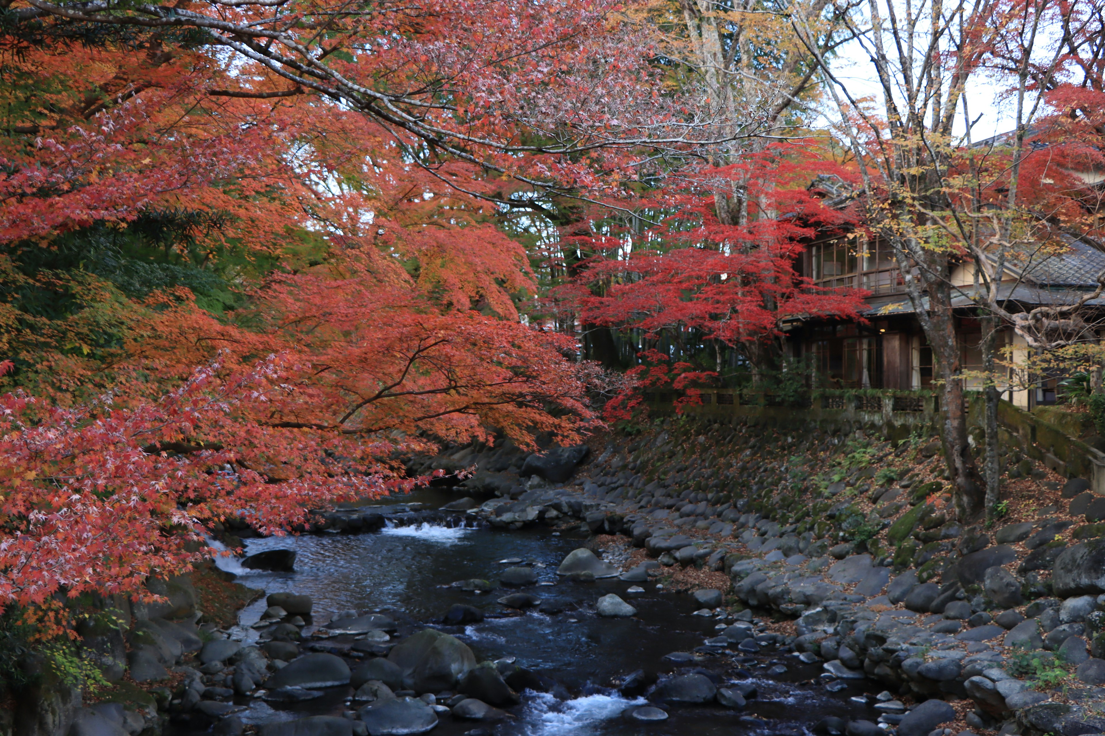 Scenic view of a stream surrounded by vibrant autumn foliage