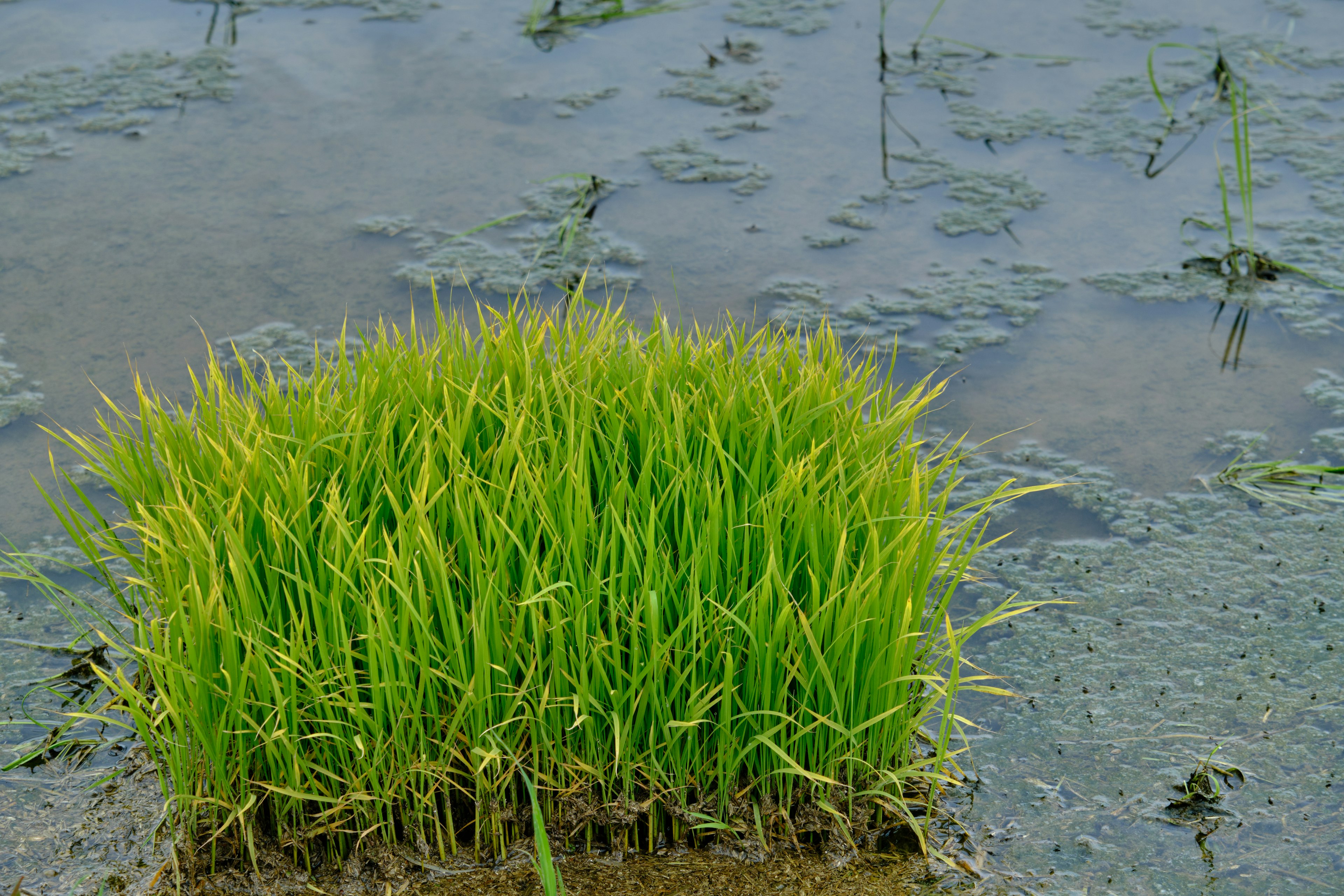 Jeunes plants de riz verts luxuriants poussant dans un champ de rizières