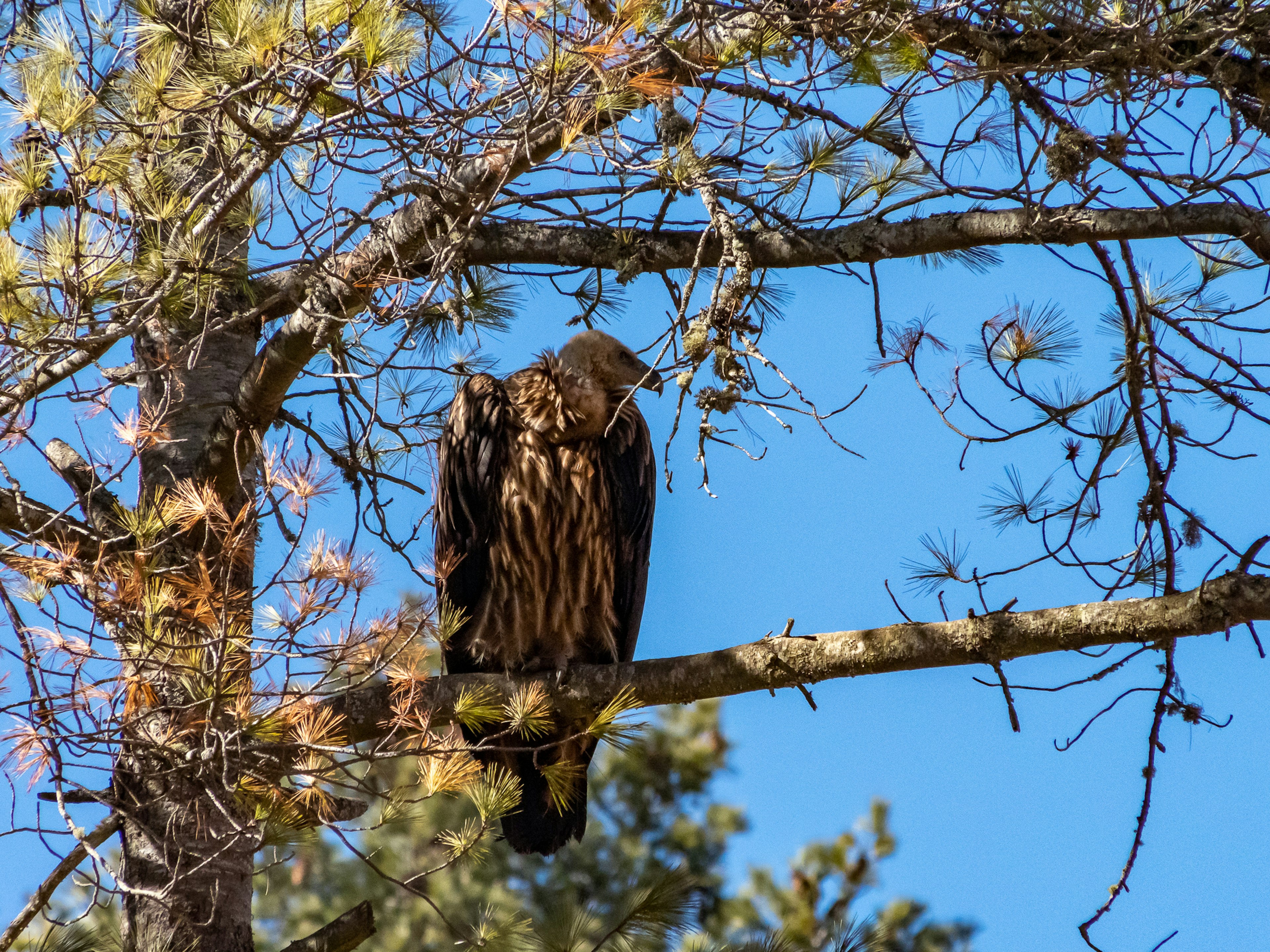 Aigle perché sur une branche d'arbre avec un ciel bleu