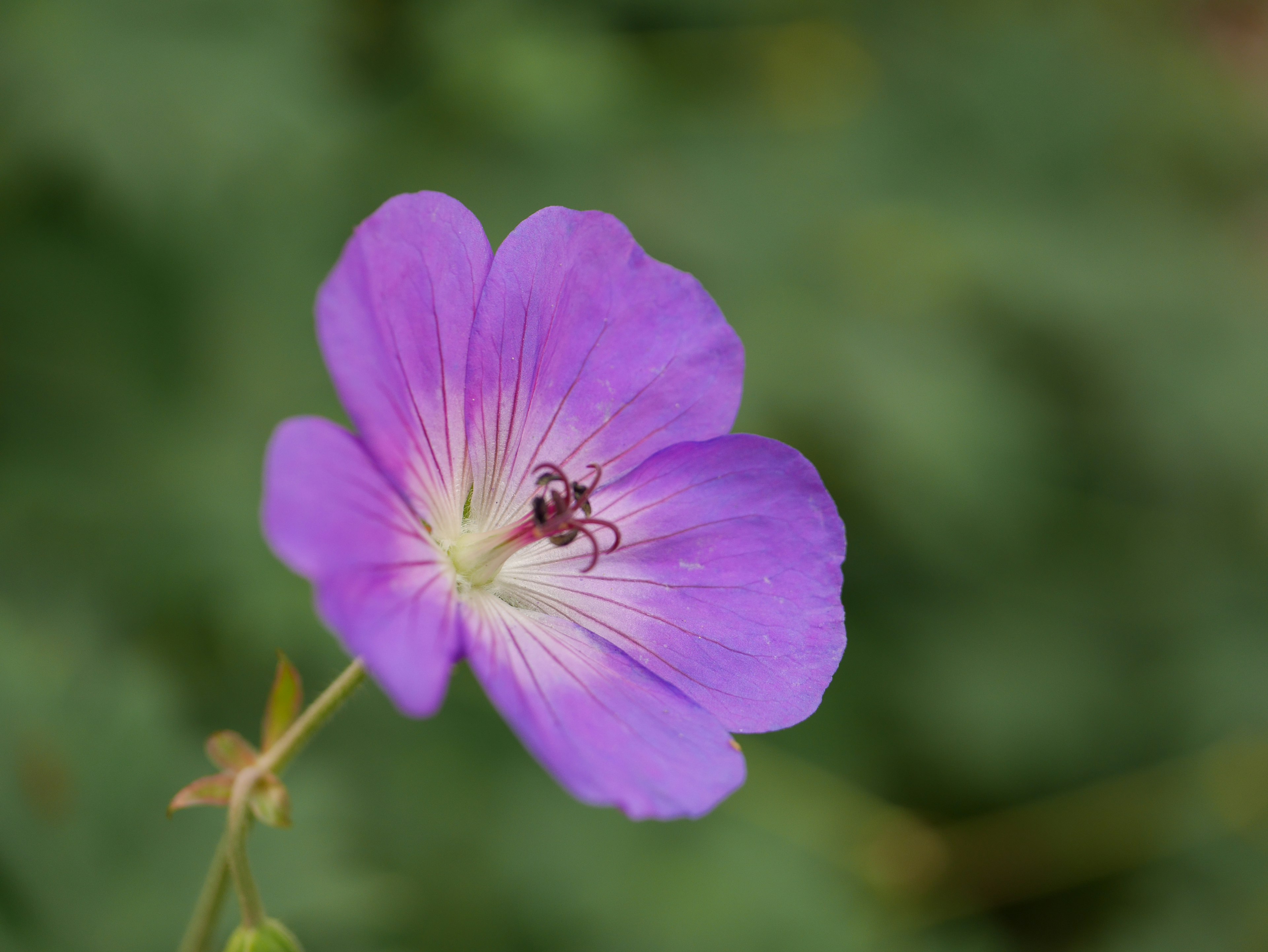 Vibrant purple flower with a small insect