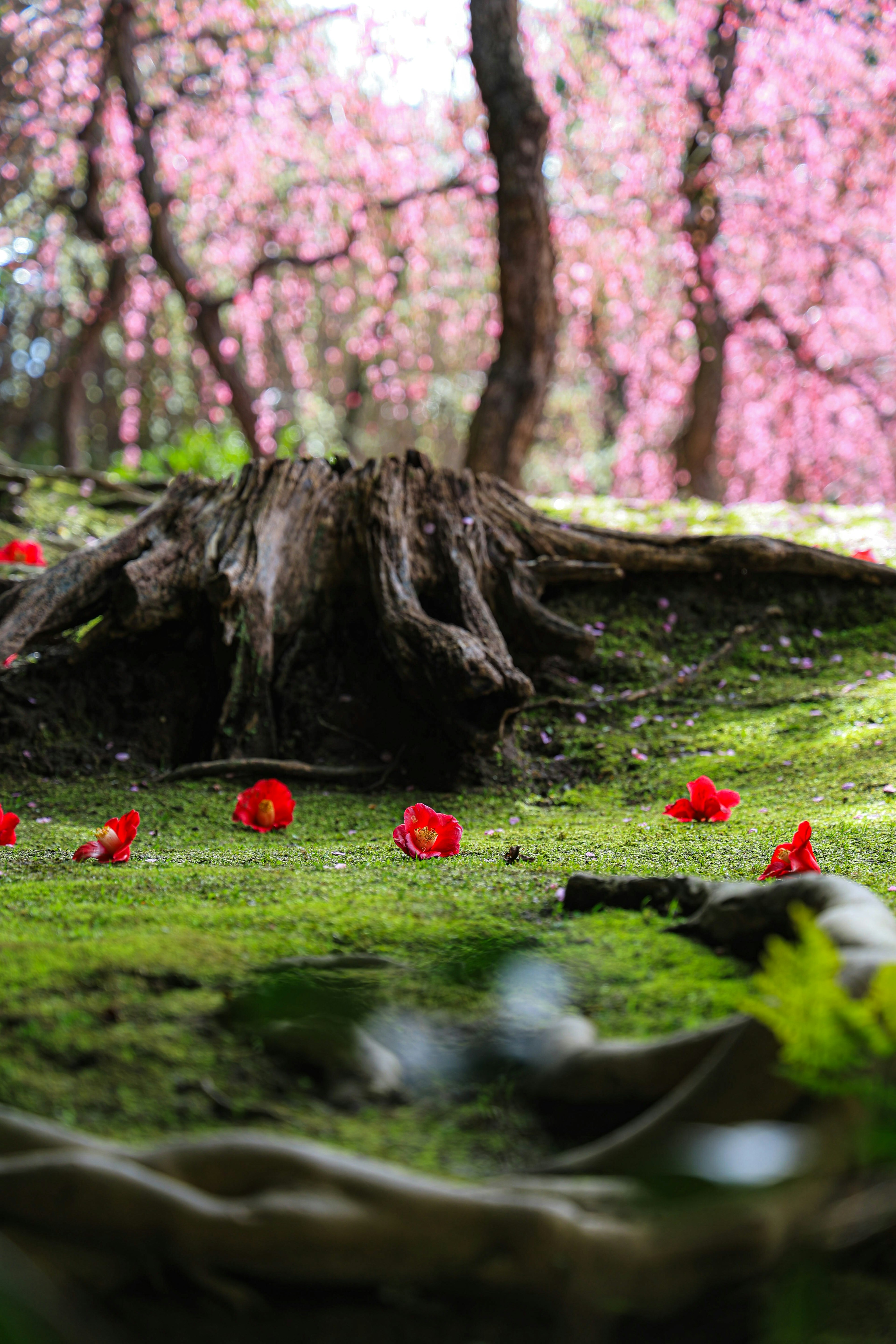 Ceppo d'albero caduto circondato da muschio verde vibrante e petali rossi sparsi sotto alberi di ciliegio in fiore